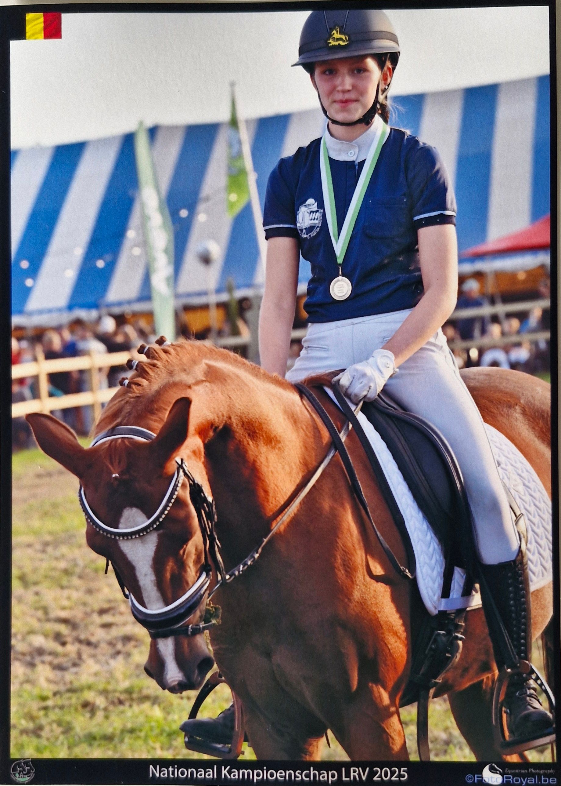 kwpn dressuurpony merrie 11 ans vos à vendre - Photo 3