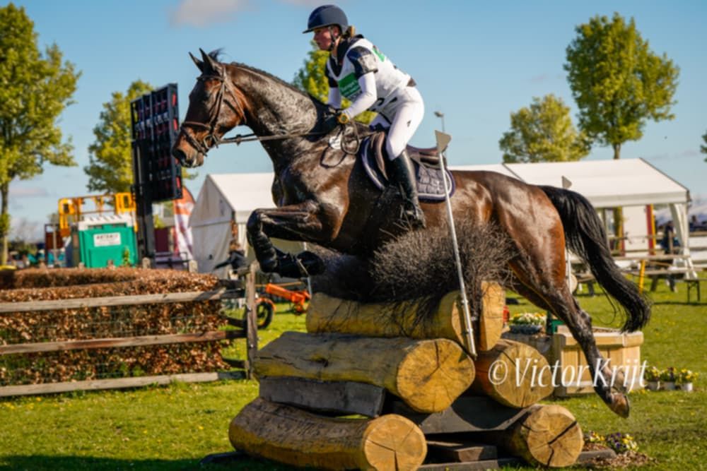 kwpn allrounder ruin 10 år bruin till salu - Foto 3