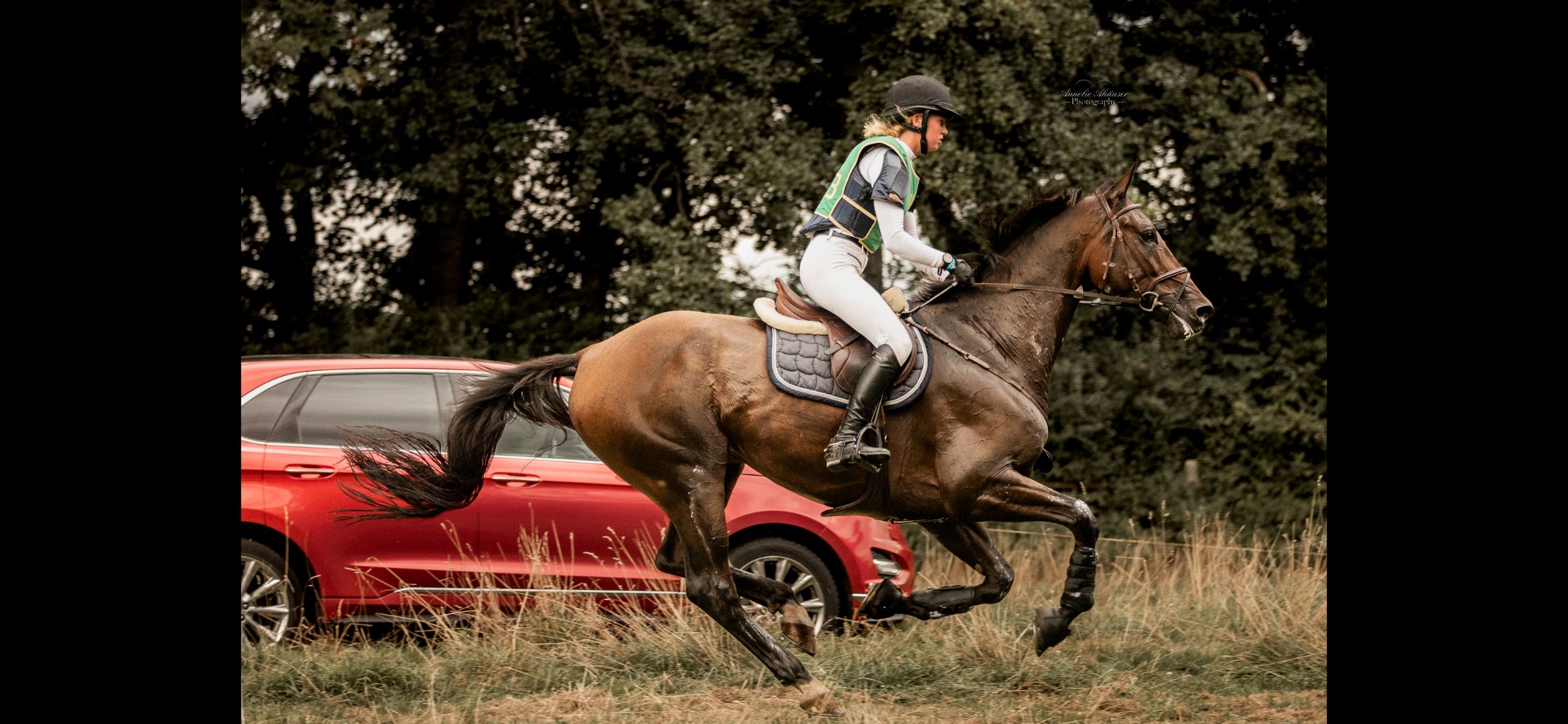 kwpn allrounder ruin 10 år bruin till salu - Foto 4