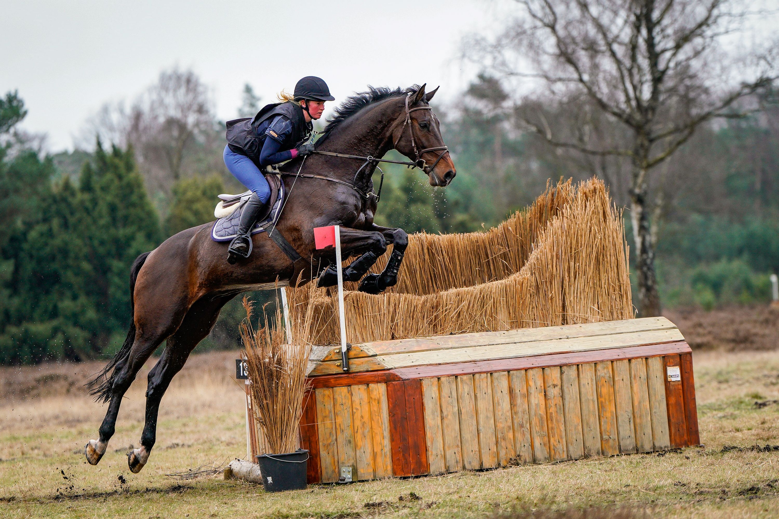 Cavalo polivalente de 10 anos muito dócil