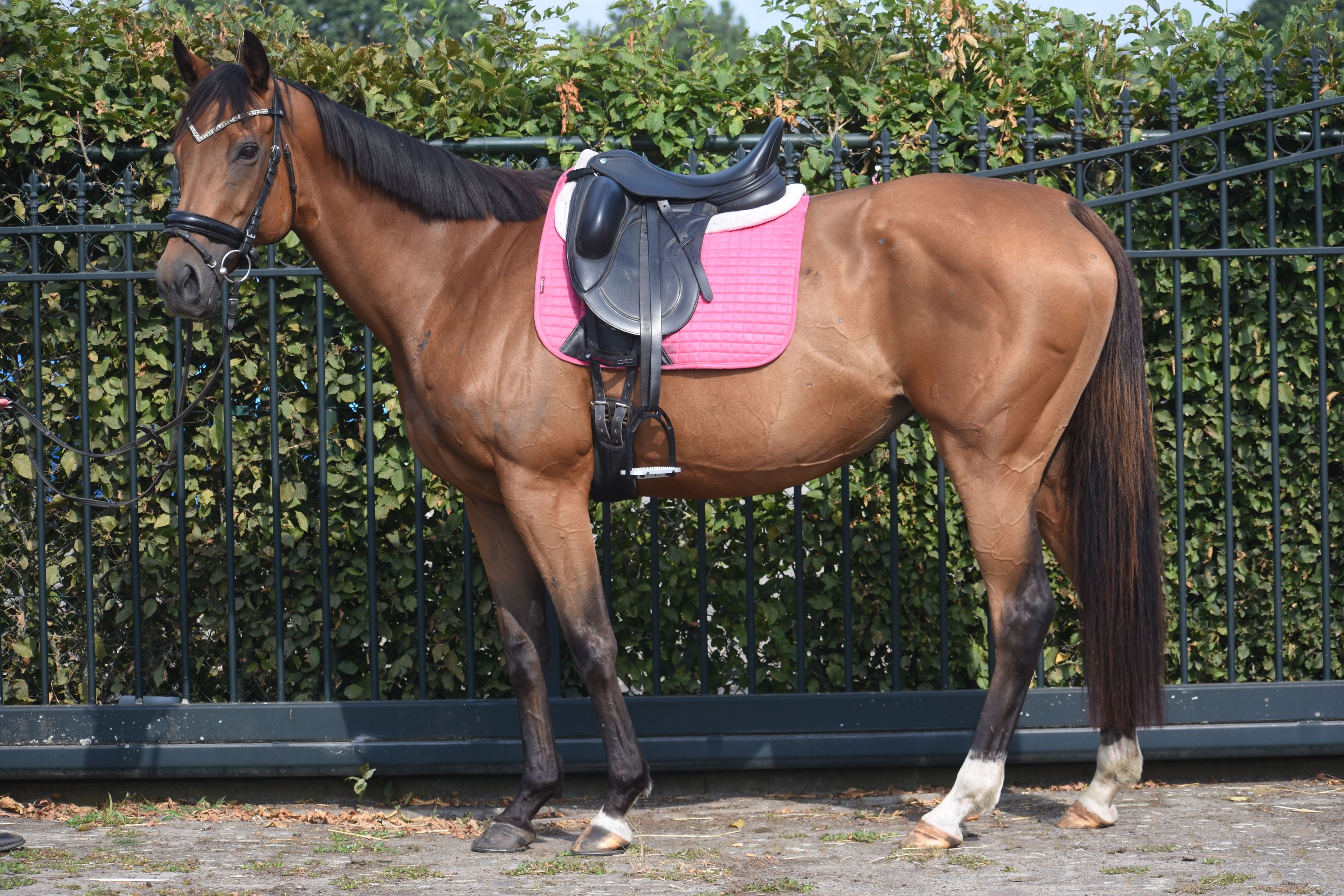 Knappe, zeer brave, 10 jarige veelzijdige merrie