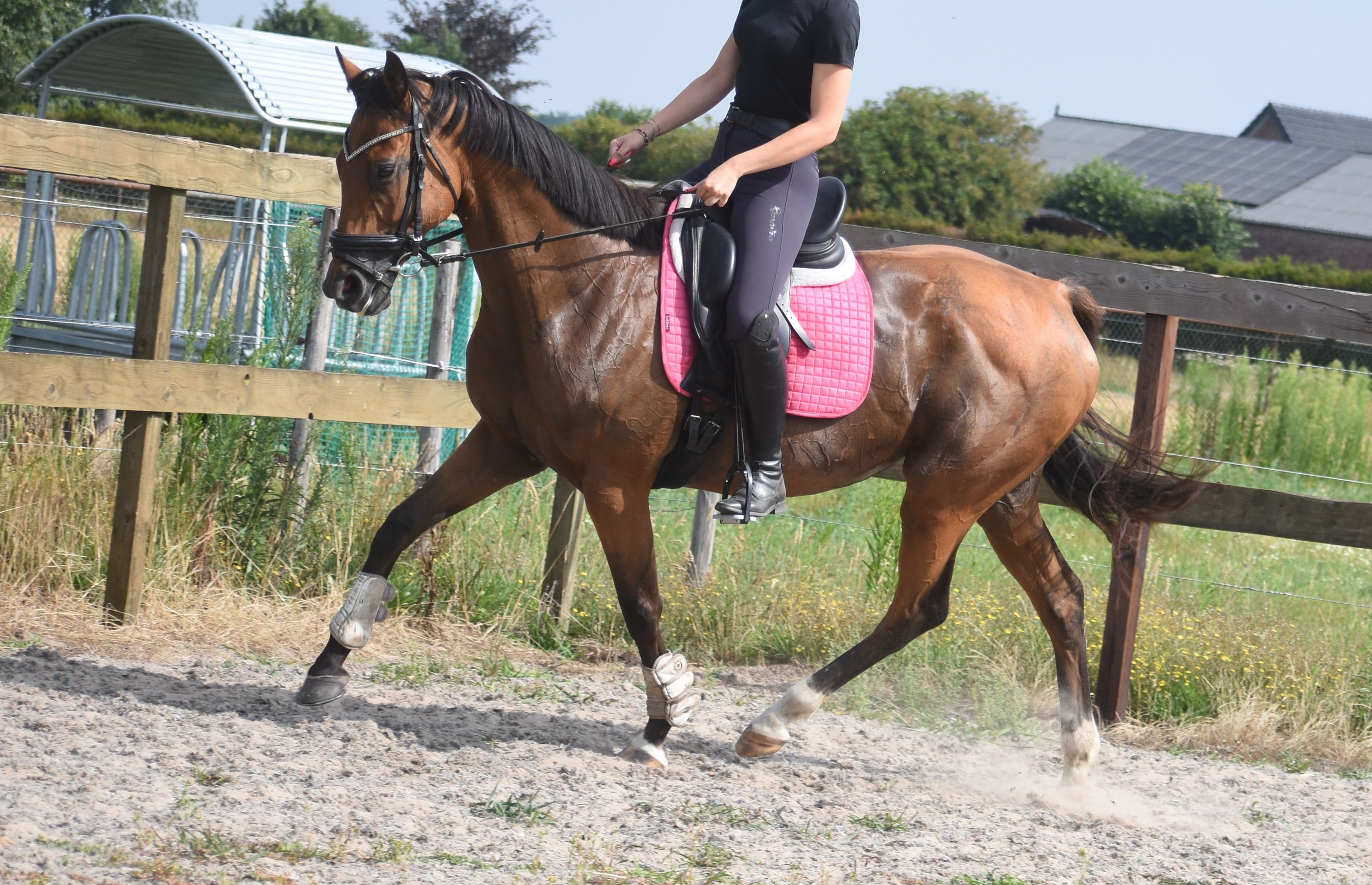 recreatie-paard merrie 10 jaar bruin te koop - Foto 4