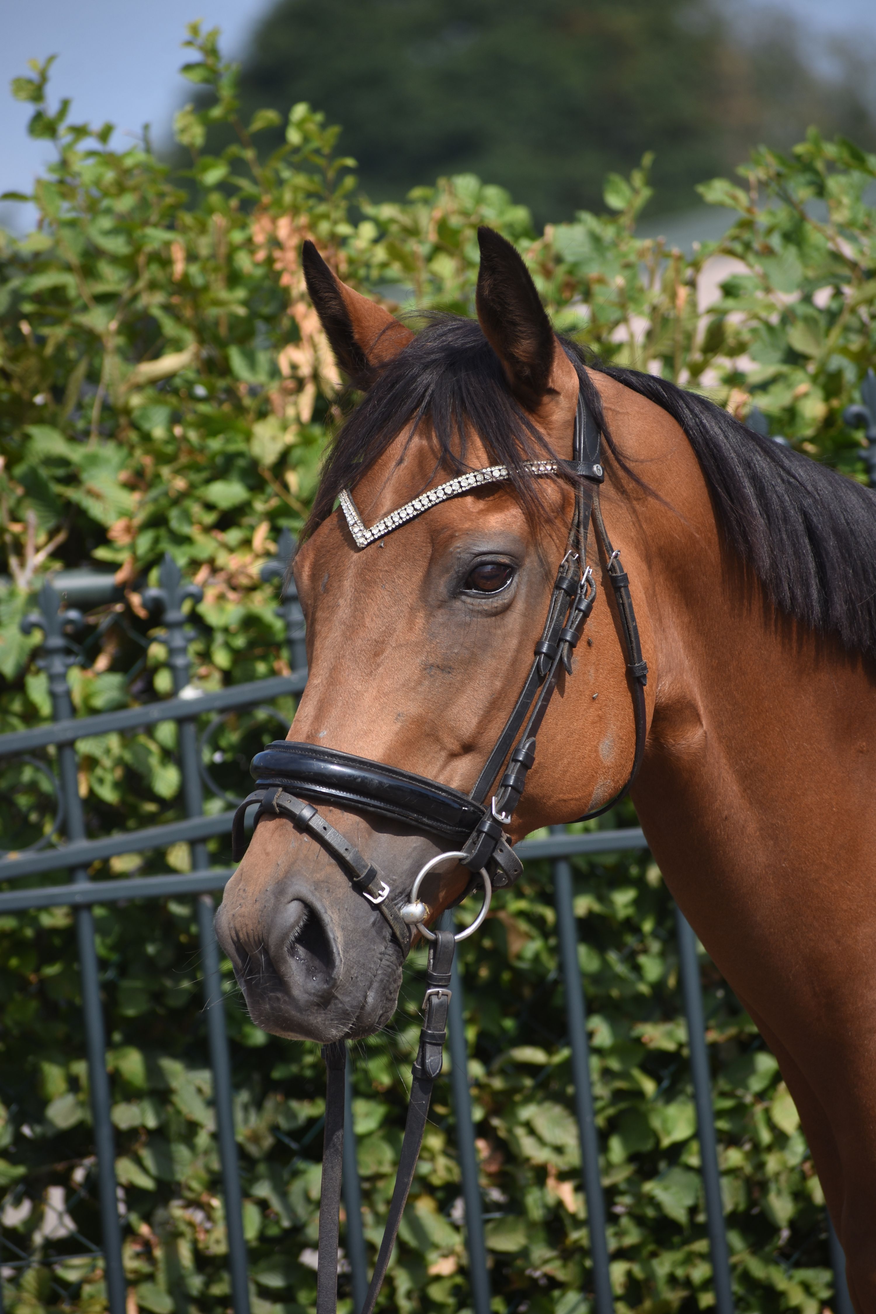 recreatie-paard merrie 10 jaar bruin te koop - Foto 2