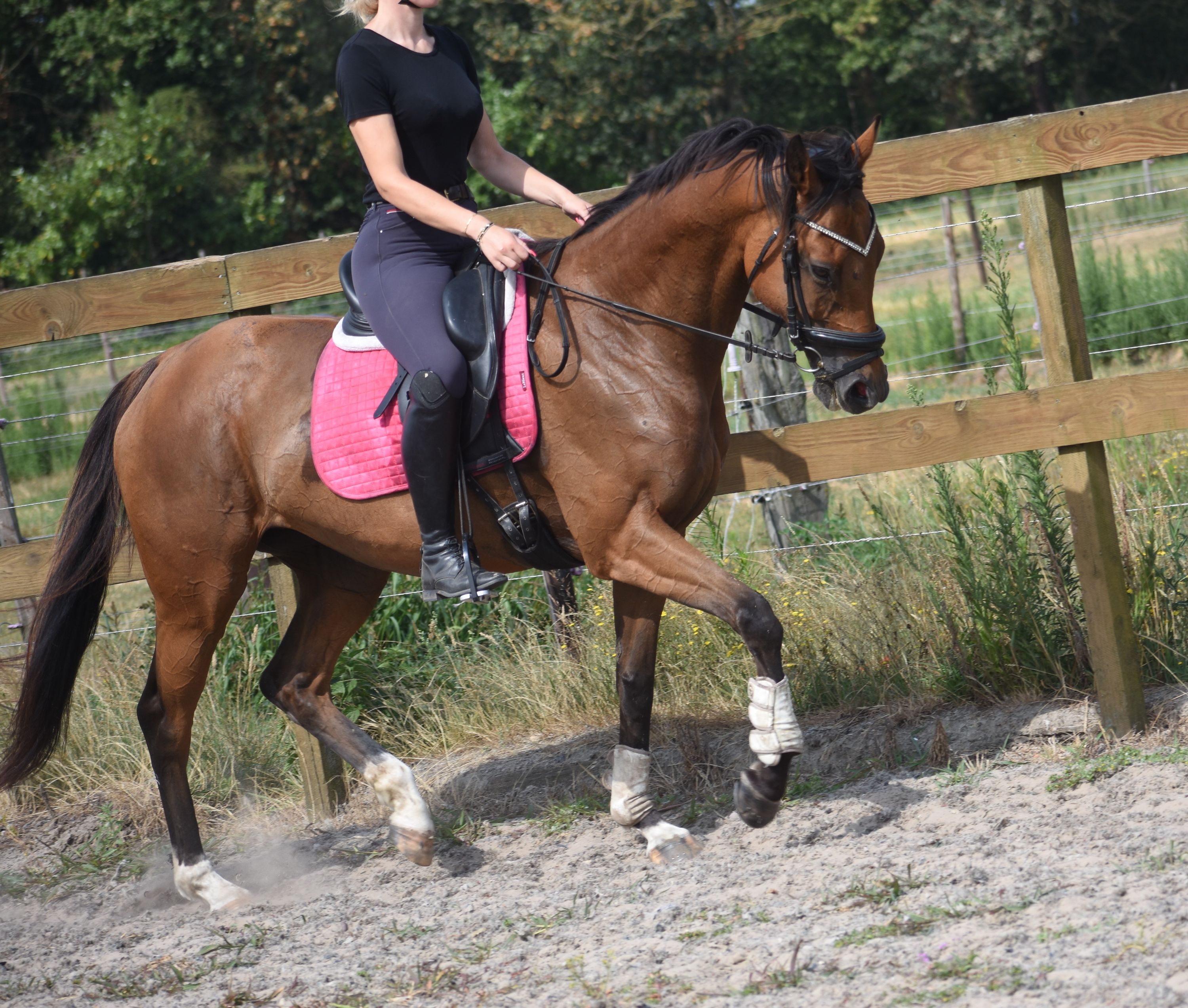 recreatie-paard merrie 10 jaar bruin te koop - Foto 3