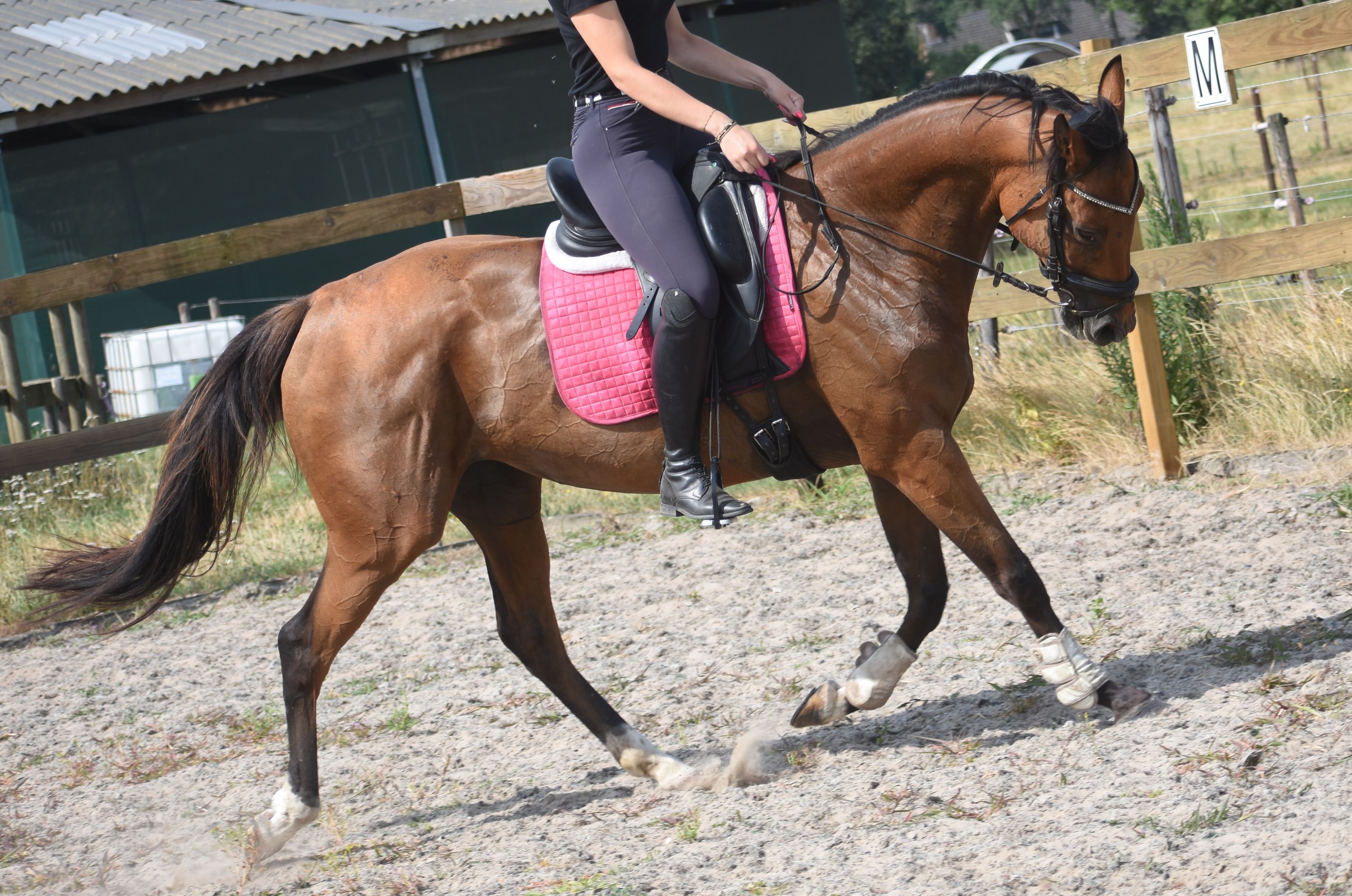 recreatie-paard merrie 10 jaar bruin te koop - Foto 5