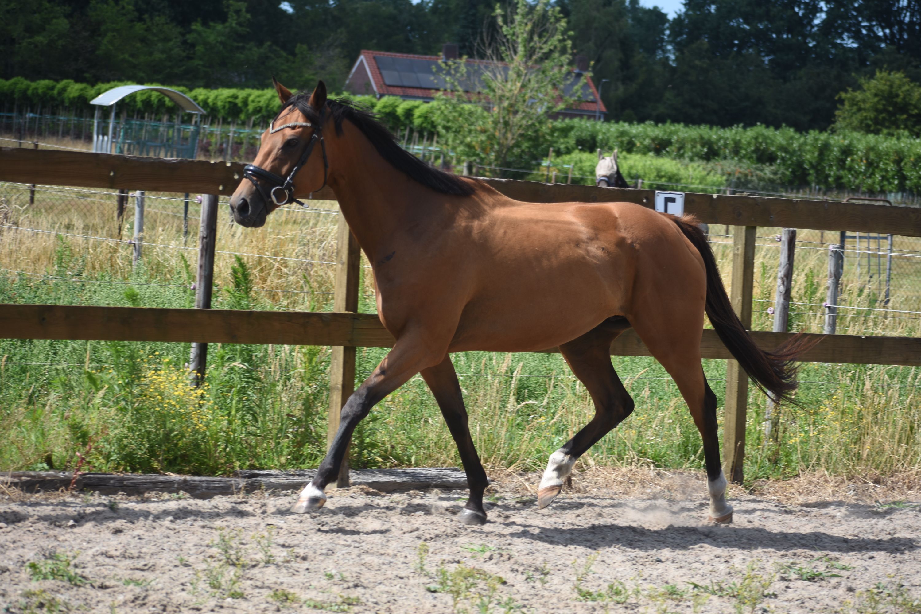recreatie-paard merrie 10 jaar bruin te koop - Foto 6