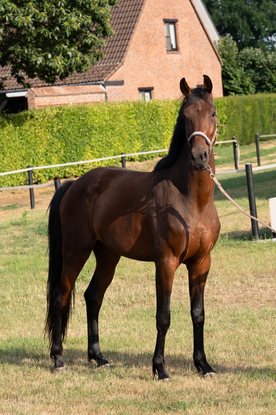 Hongre de dressage de 3 ans à vendre