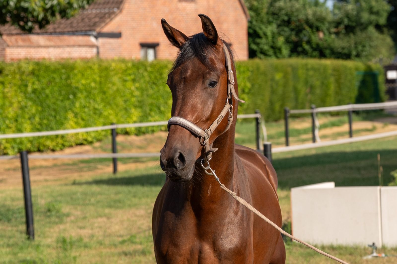kwpn dressuurpaard ruin 3 år donkerbruin till salu - Foto 2