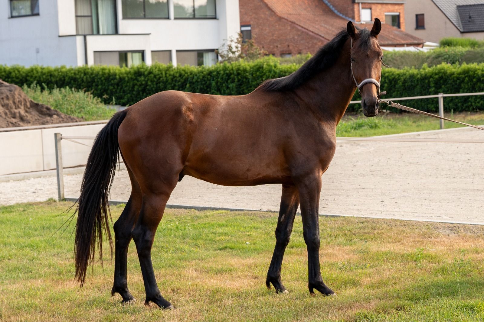 kwpn dressuurpaard ruin 3 år donkerbruin till salu - Foto 3