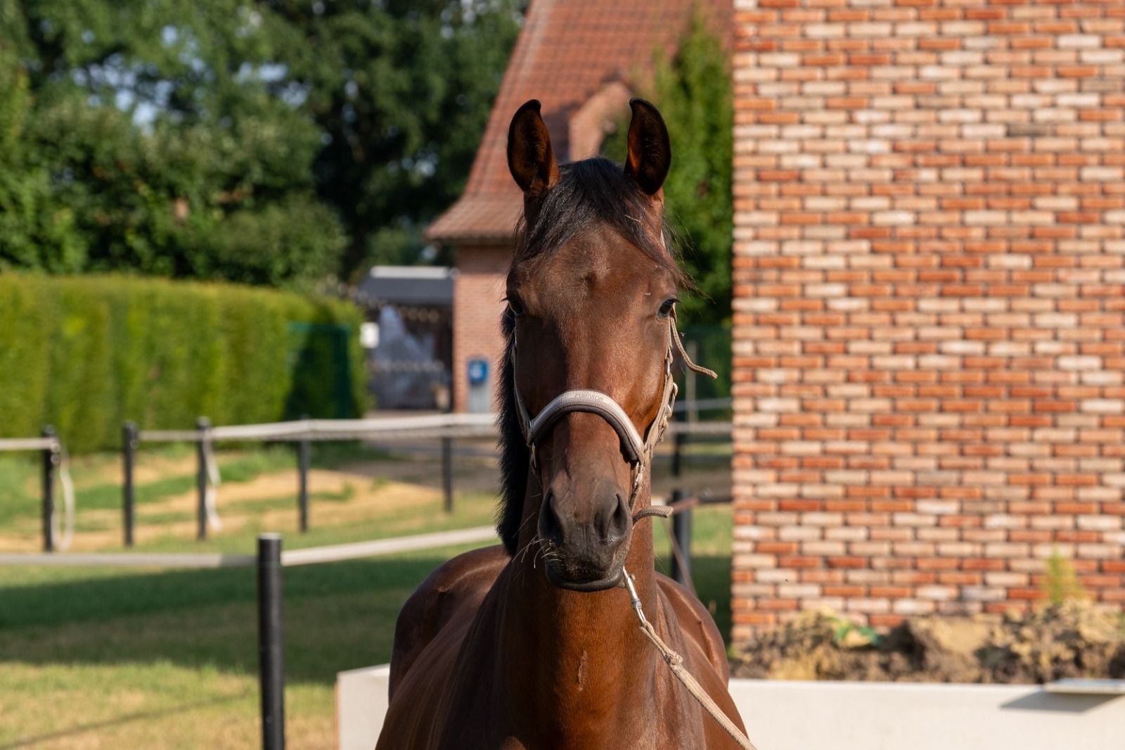 kwpn dressuurpaard ruin 3 år donkerbruin till salu - Foto 4