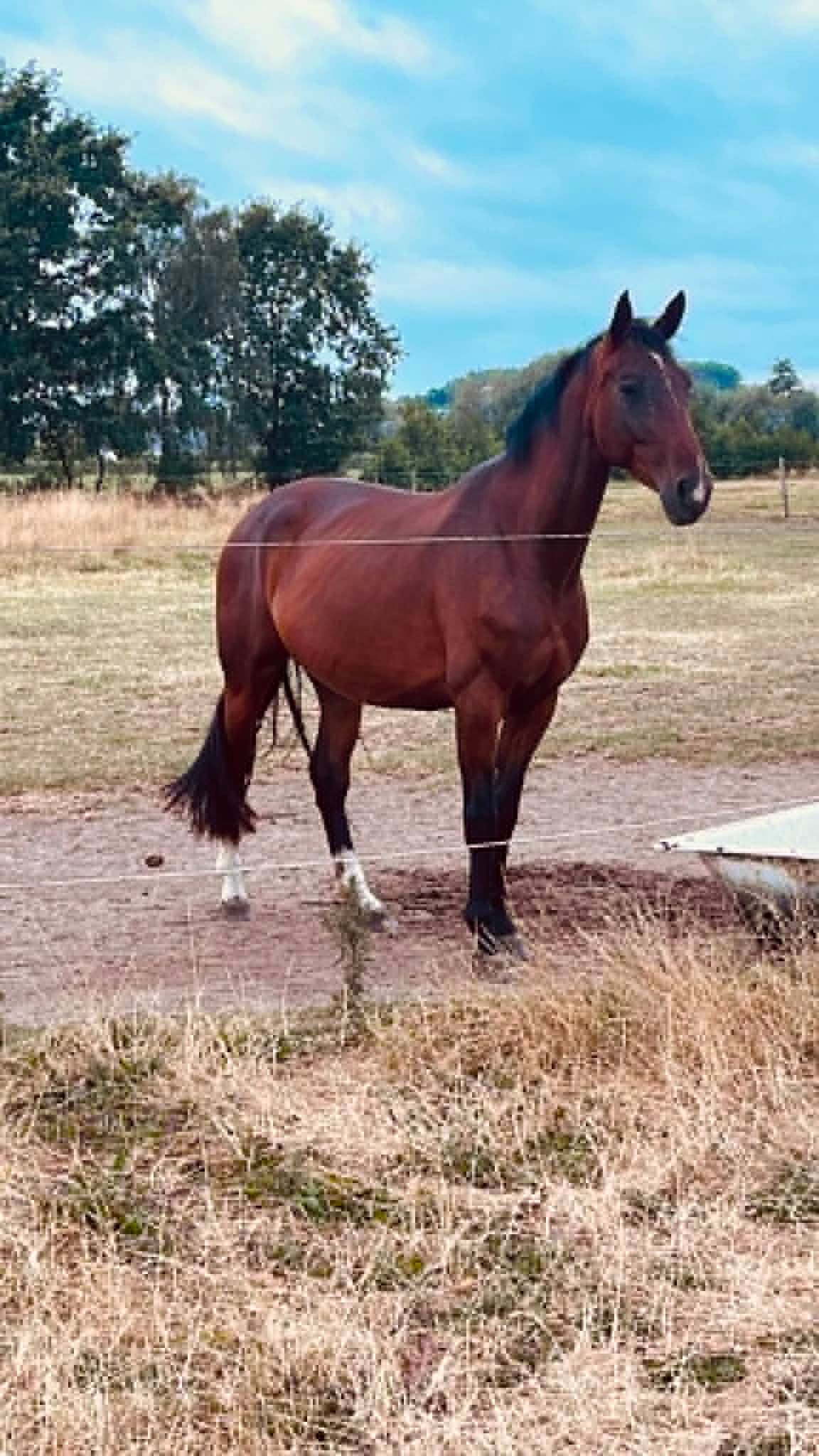 Jument de 4 ans Lord Europe x De Niro