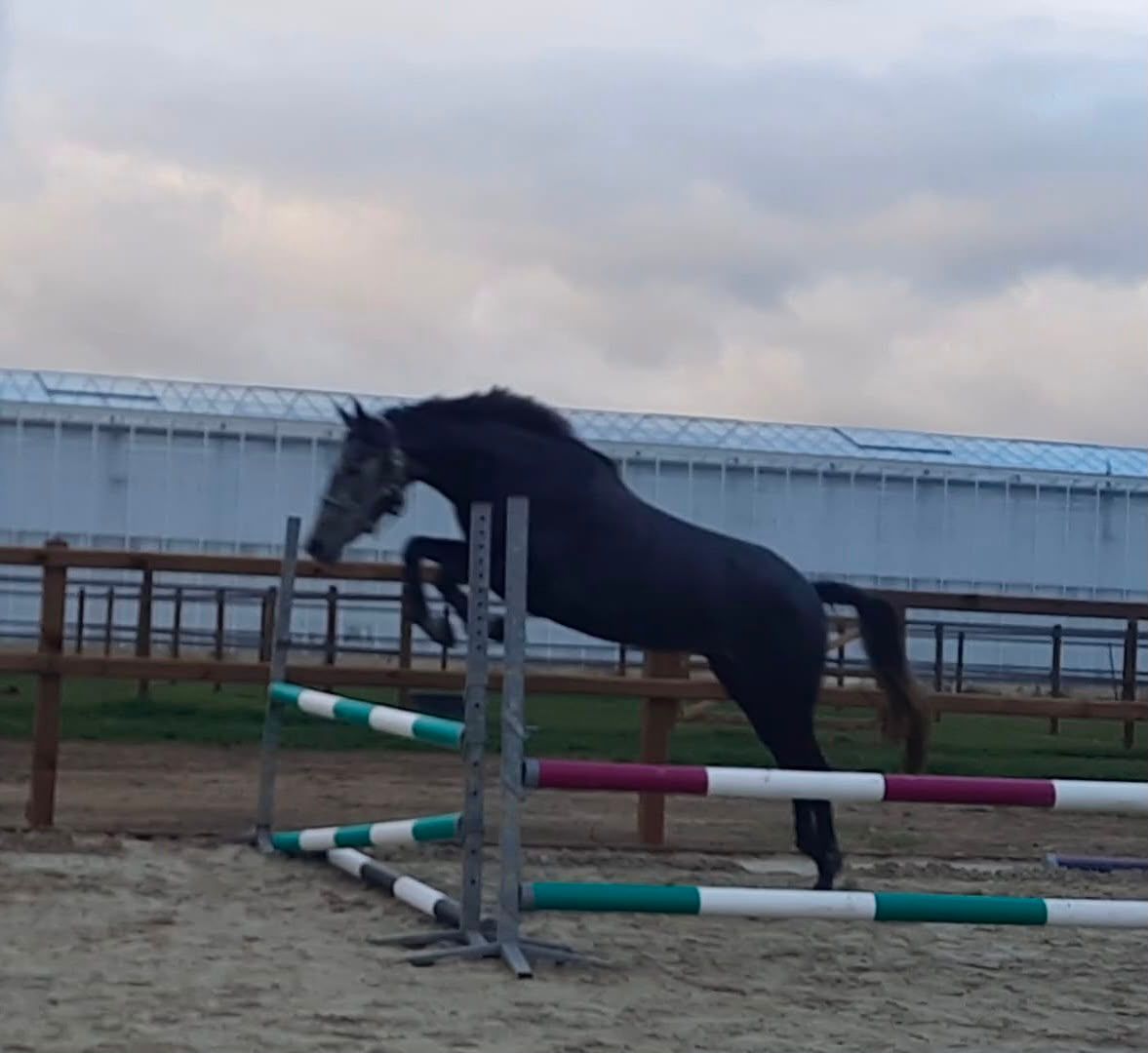 allround-pony merrie 4 år schimmel till salu - Foto 4