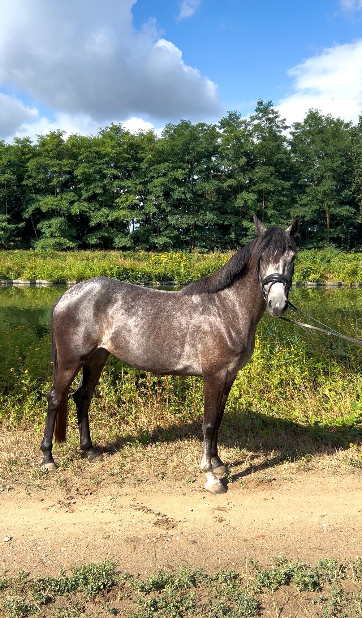 allround-pony merrie 4 år schimmel till salu - Foto 3
