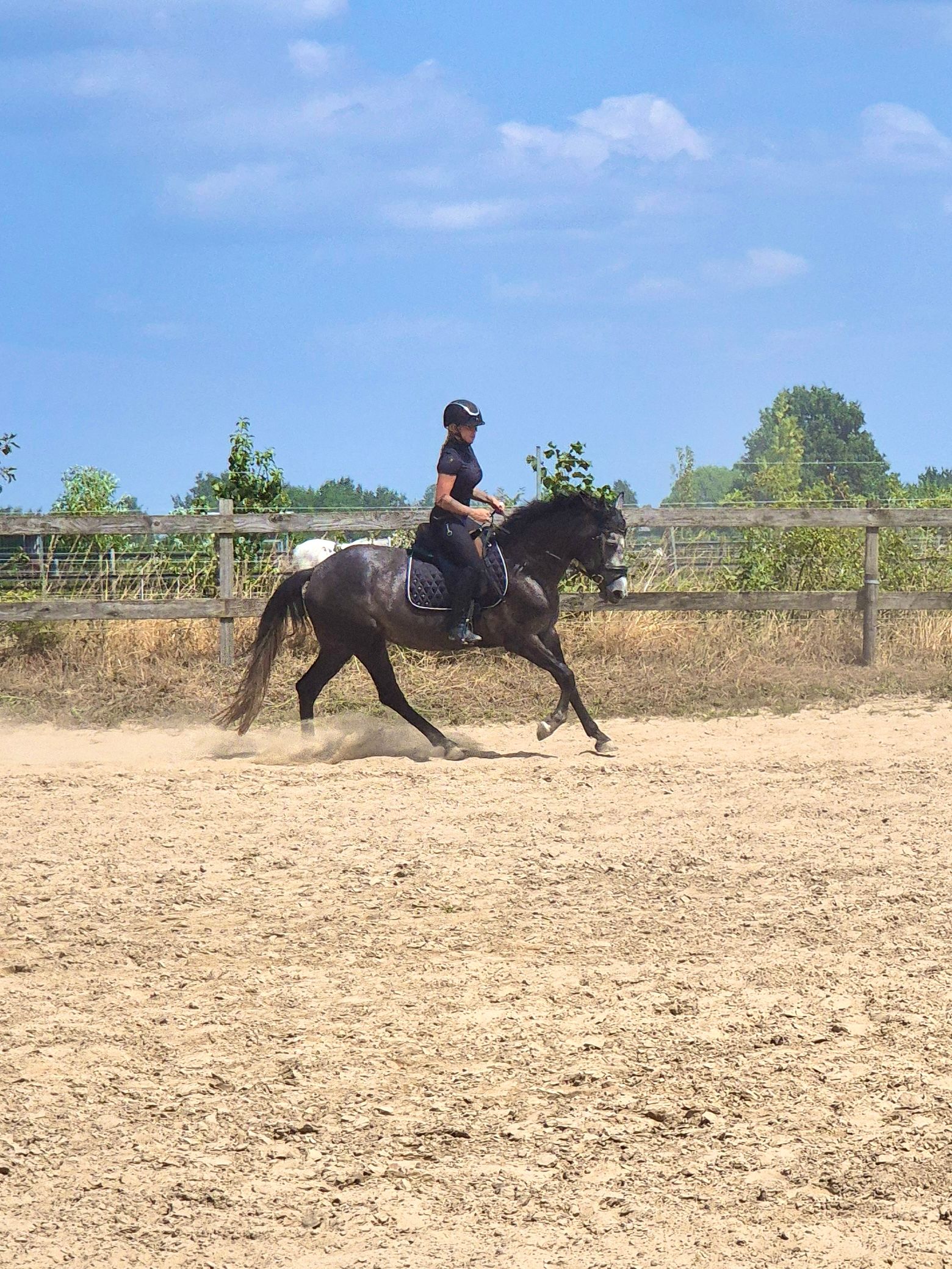 allround-pony merrie 4 år schimmel till salu - Foto 6