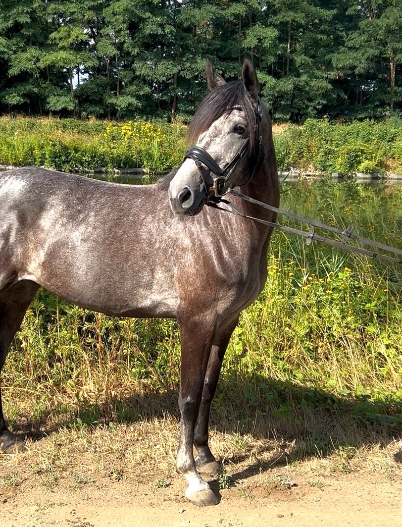 allround-pony merrie 4 år schimmel till salu - Foto 2