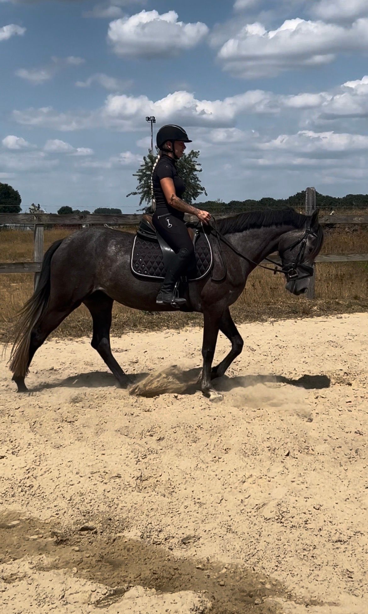 allround-pony merrie 4 år schimmel till salu - Foto 5