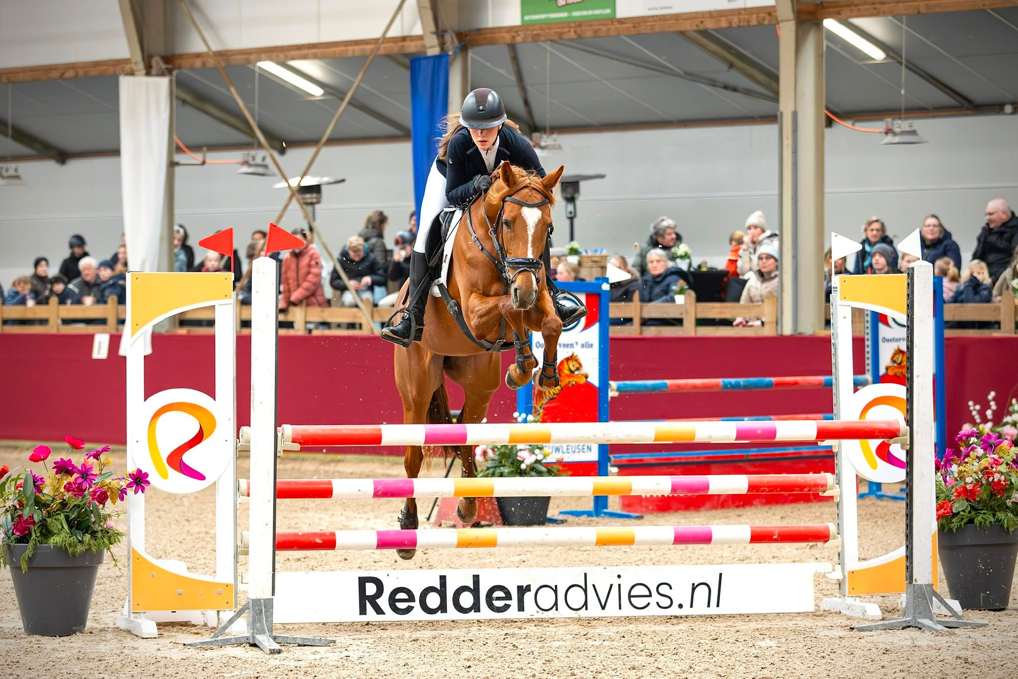 irish-sport-horse allround-pony merrie 8 years old vos for sale - Photo 3