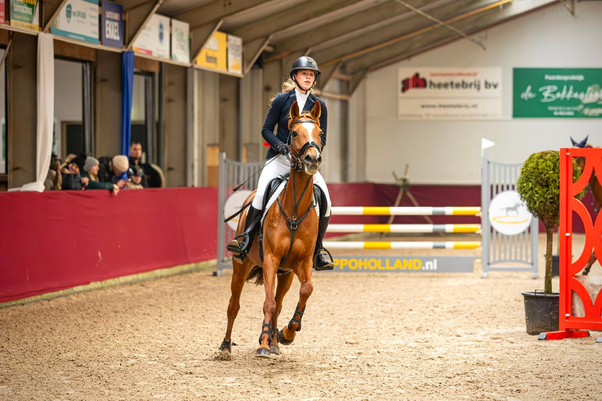 irish-sport-horse allround-pony merrie 8 years old vos for sale - Photo 2