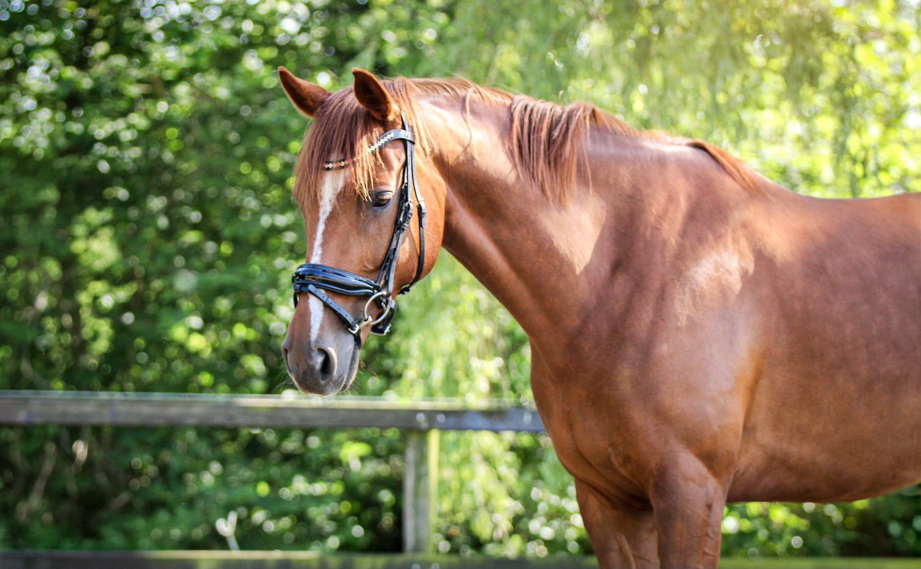 irish-sport-horse allround-pony merrie 8 years old vos for sale - Photo 4