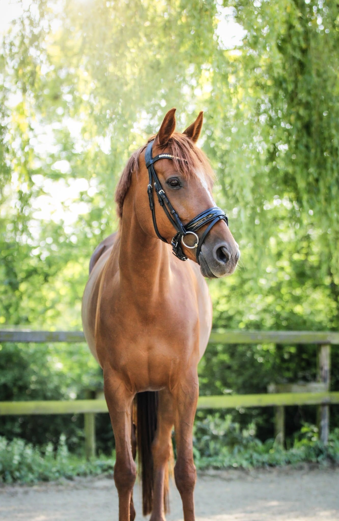 irish-sport-horse allround-pony merrie 8 years old vos for sale - Photo 5