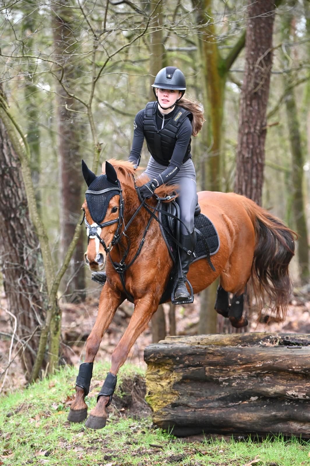 irish-sport-horse allround-pony merrie 8 years old vos for sale - Photo 6