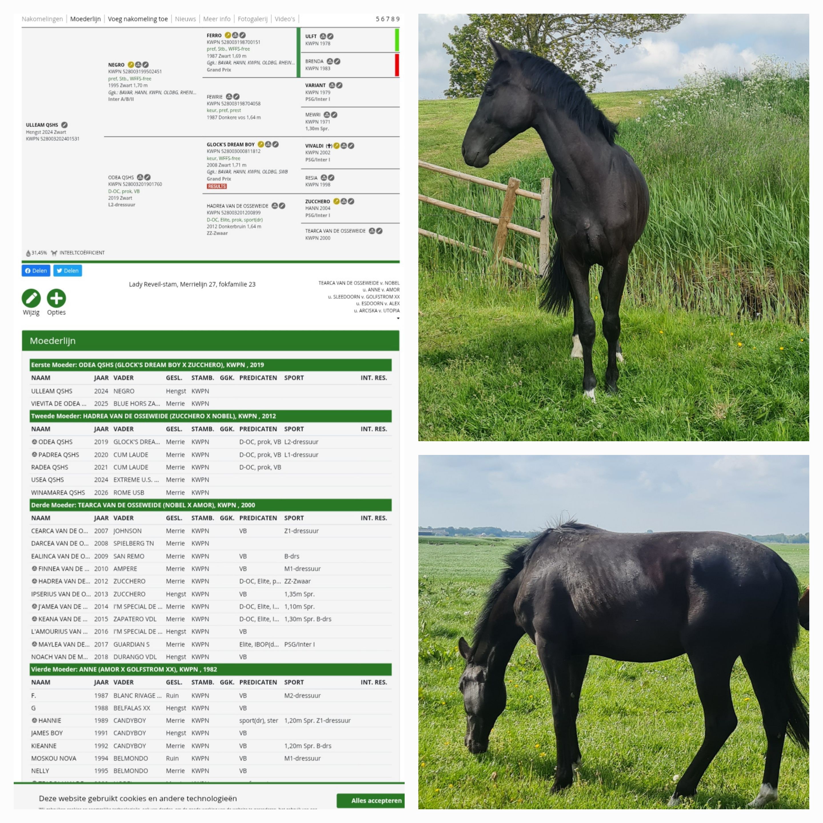 Correcte 2-jarige zwarte KWPN-hengst (Negro x Glock’s Dream Boy)