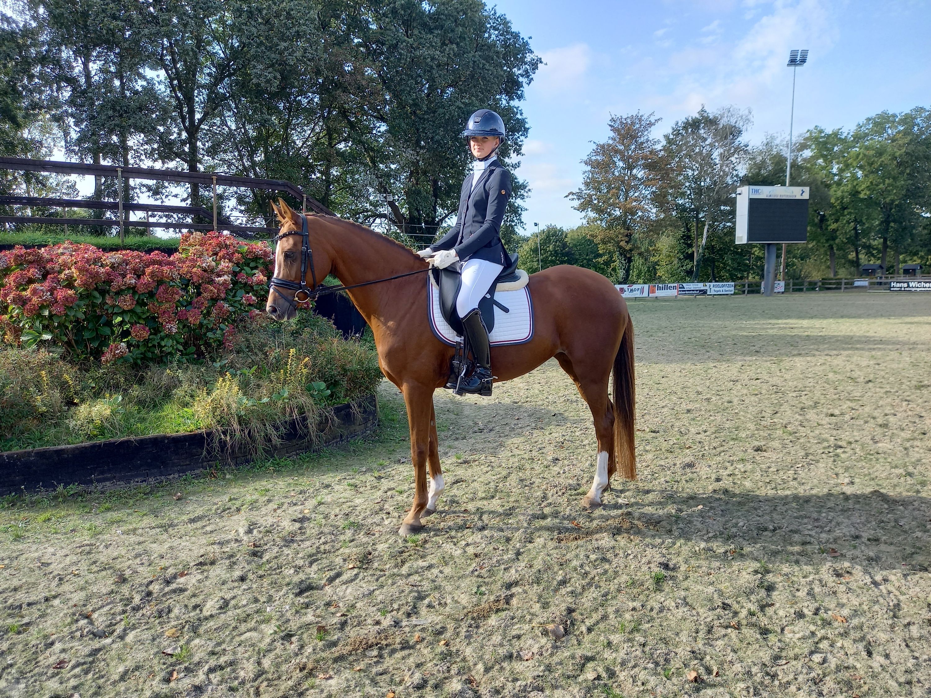allround-pony merrie 11 år vos till salu - Foto 3