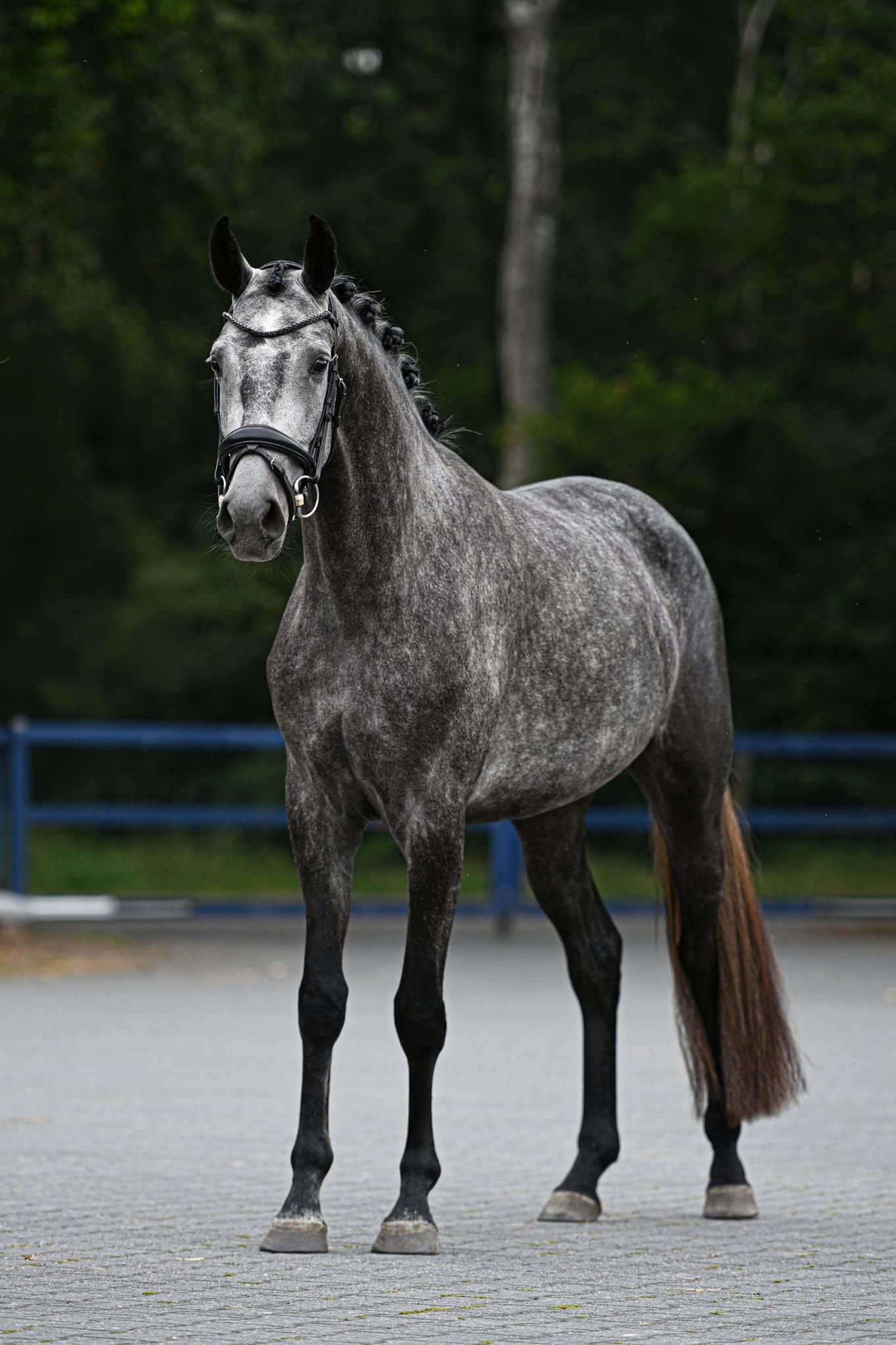 hanovarian dressuurpaard merrie 3 år schimmel till salu - Foto 2