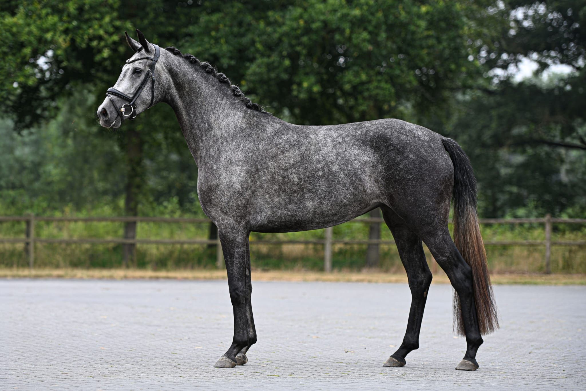 hanovarian dressuurpaard merrie 3 år schimmel till salu - Foto 4