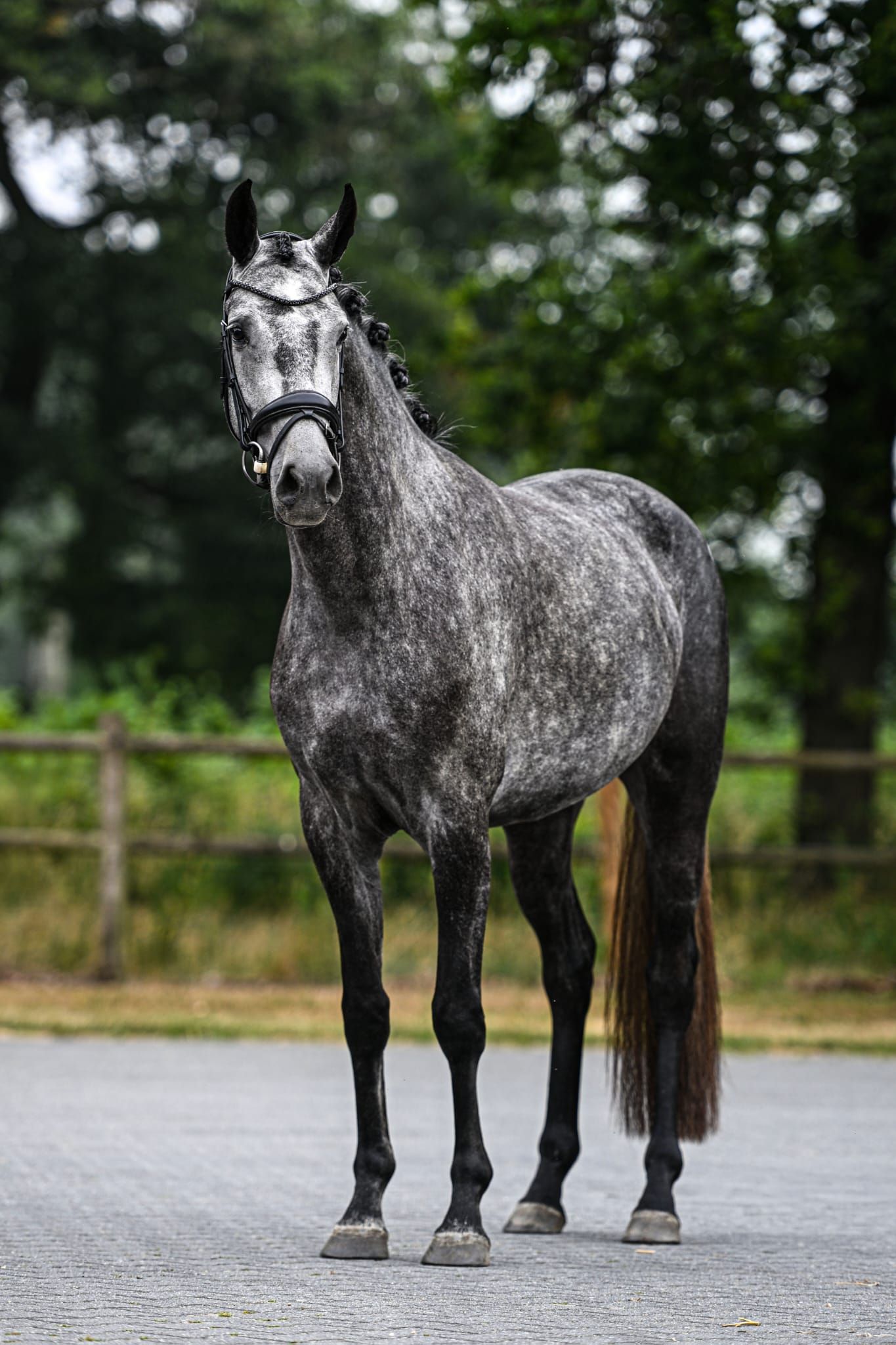 hanovarian dressuurpaard merrie 3 år schimmel till salu - Foto 3