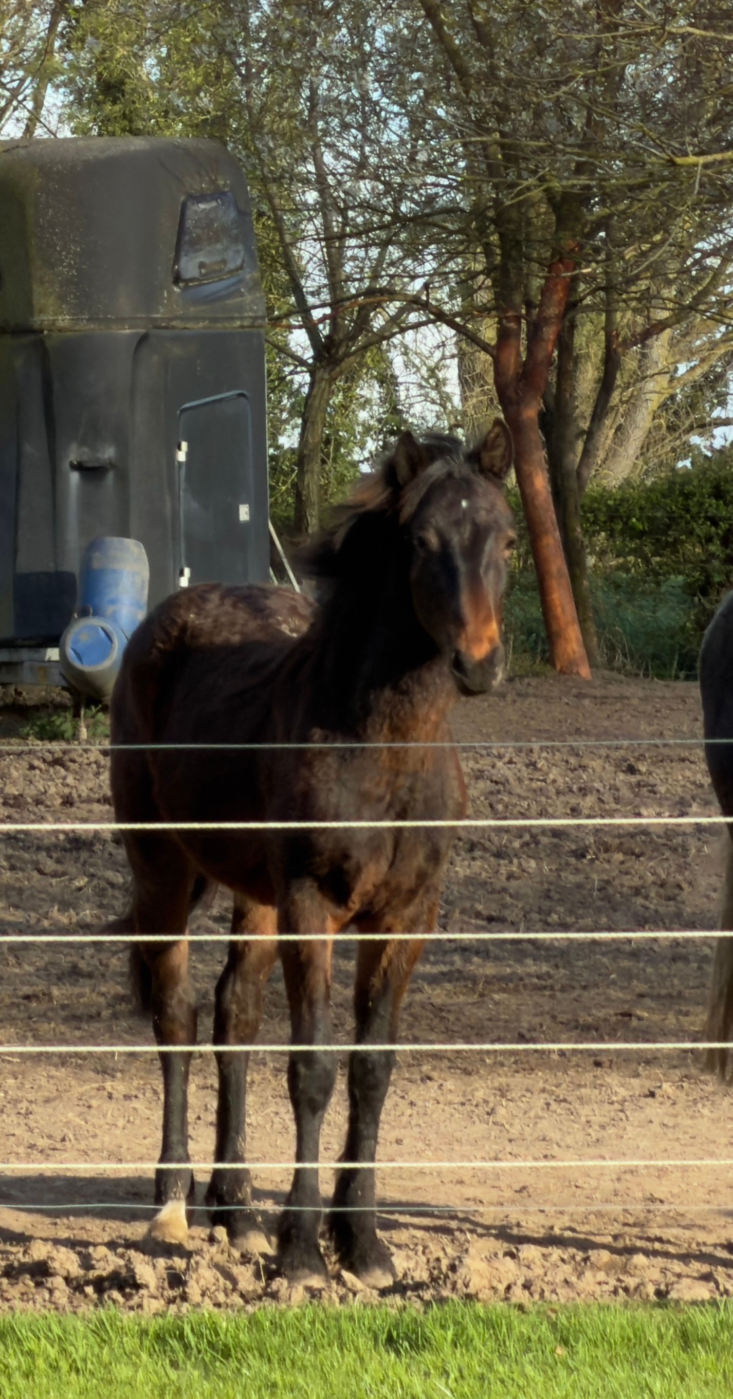 bwp springpony hengst 1 jaar kastanje te koop - Foto 2