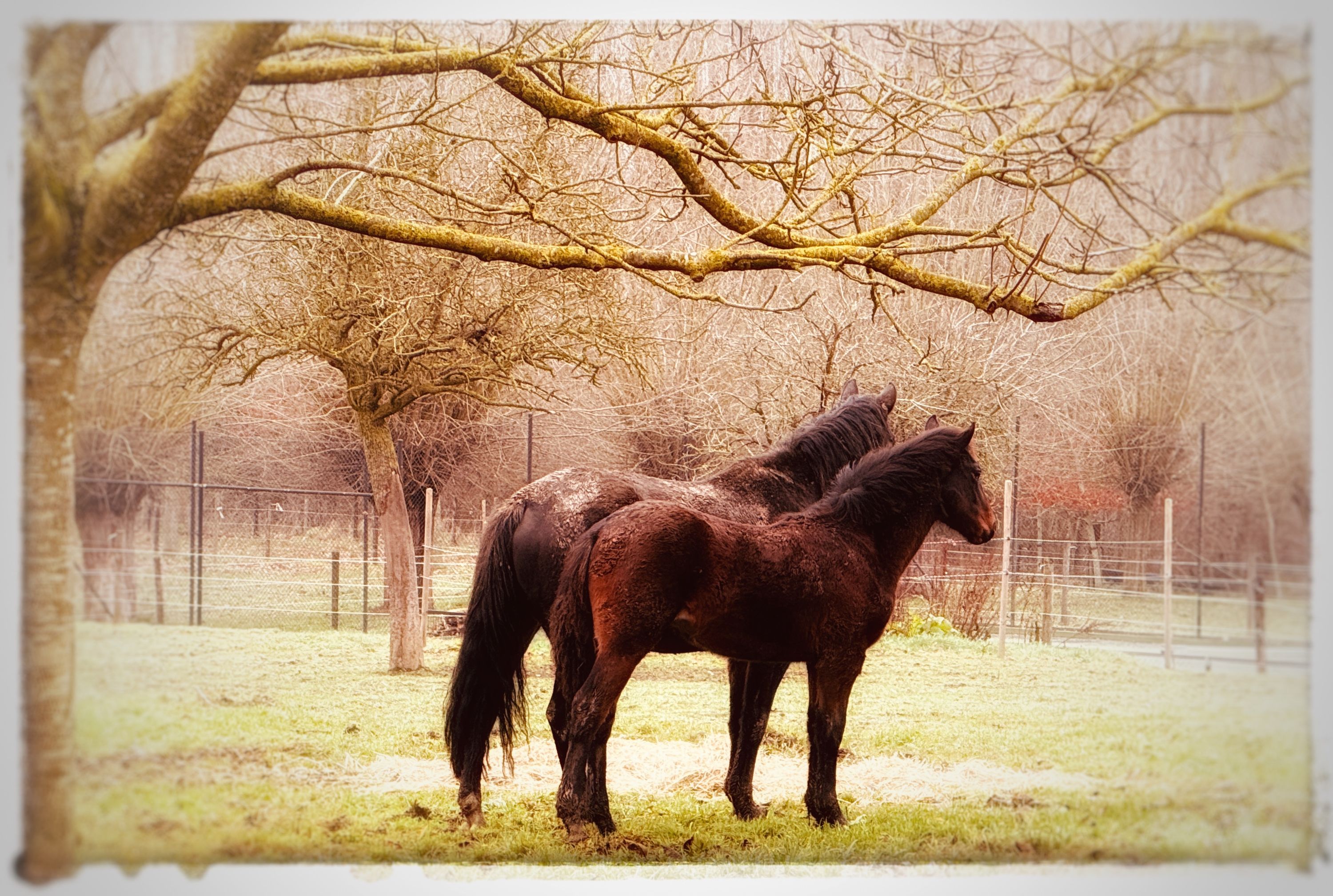 bwp springpony hengst 1 jaar kastanje te koop - Foto 3