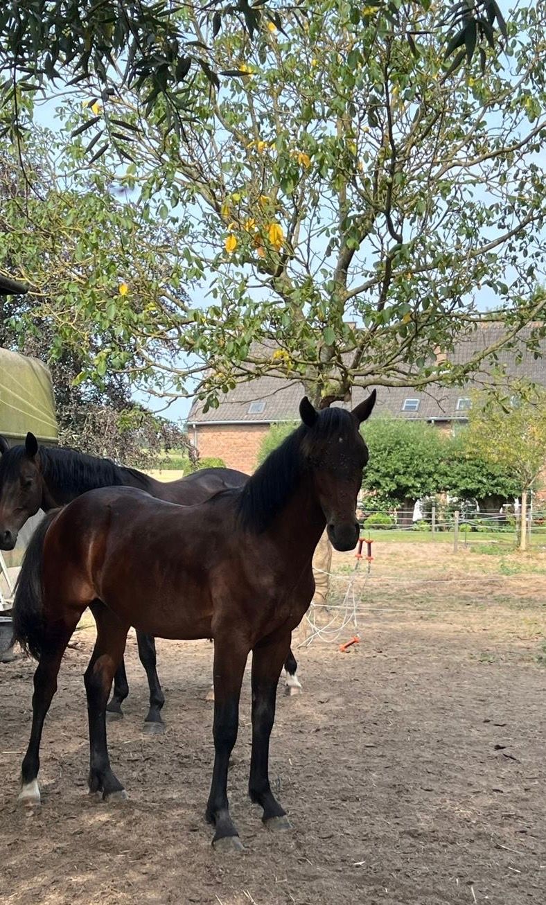 Jaarling hengst met mooie afstamming