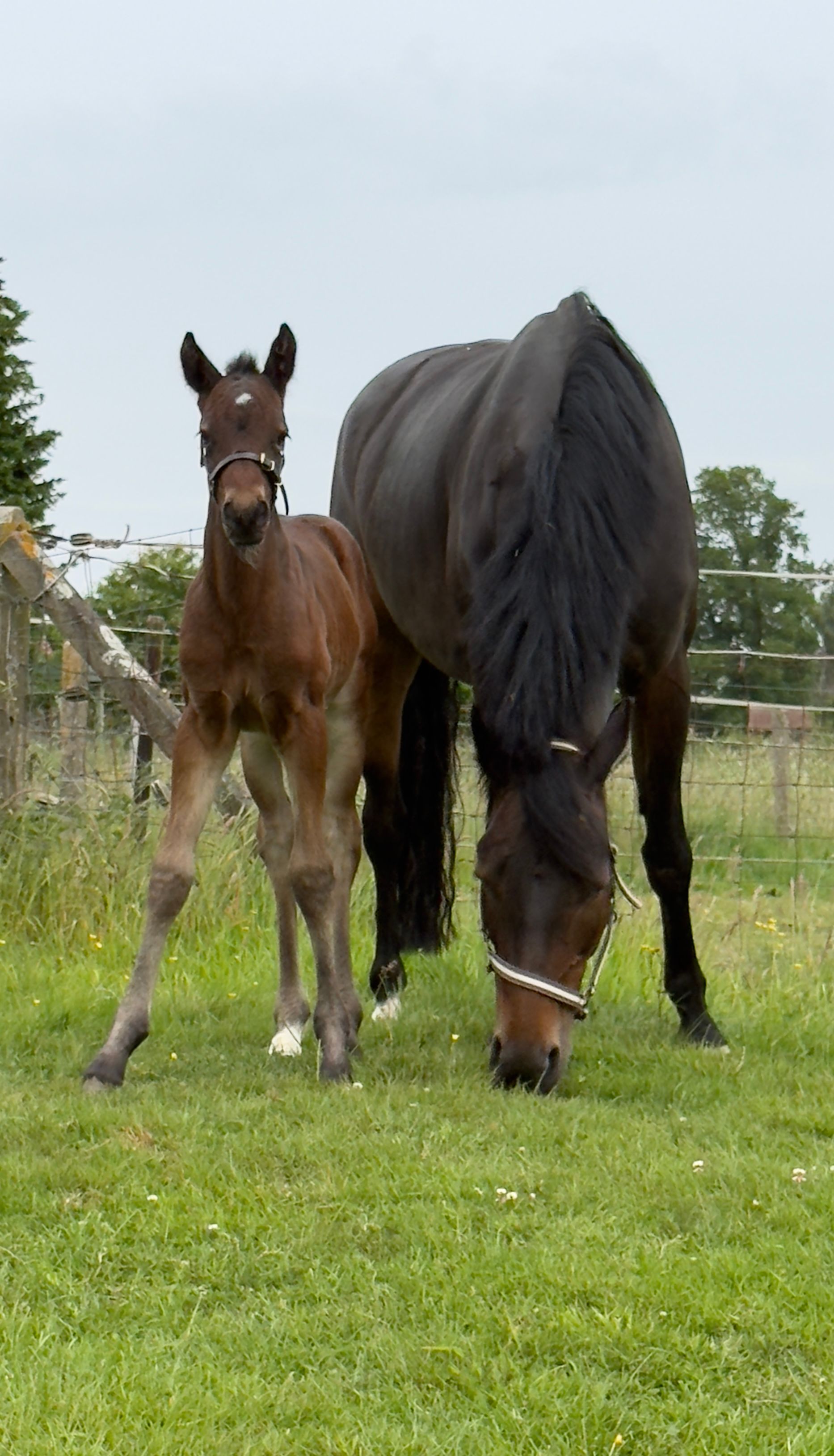 bwp springpony hengst 1 jaar kastanje te koop - Foto 4