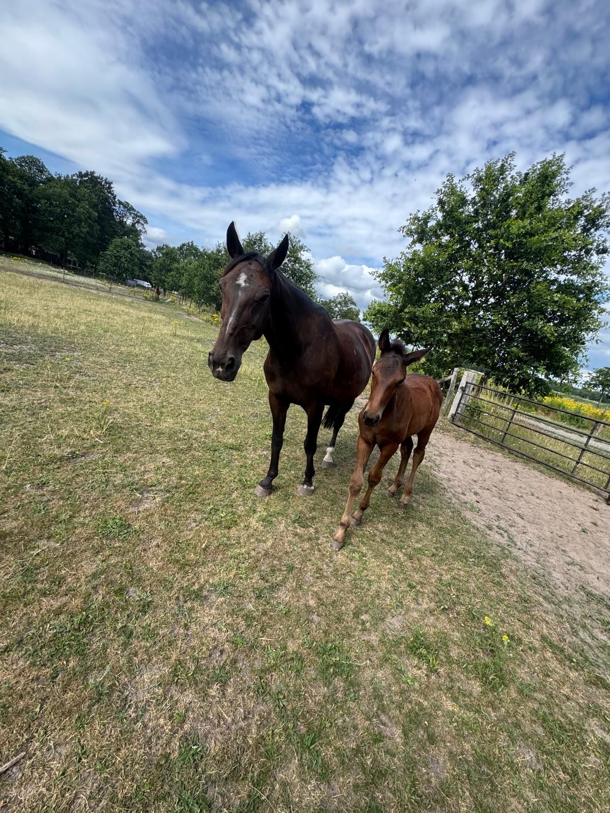 kwpn fokmerrie merrie 16 år bruin till salu - Foto 2