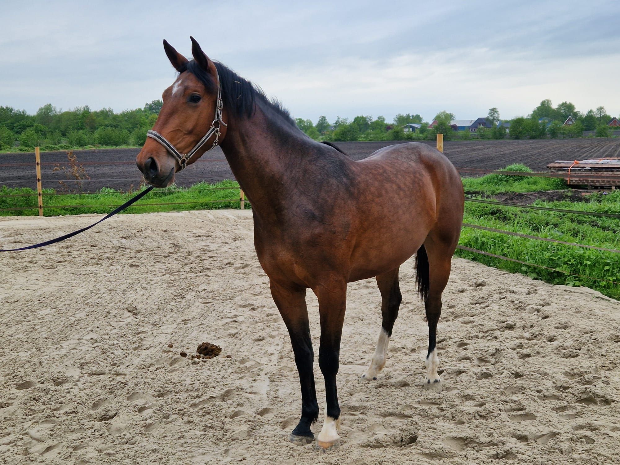 3-year-old pregnant mare by Action breaker