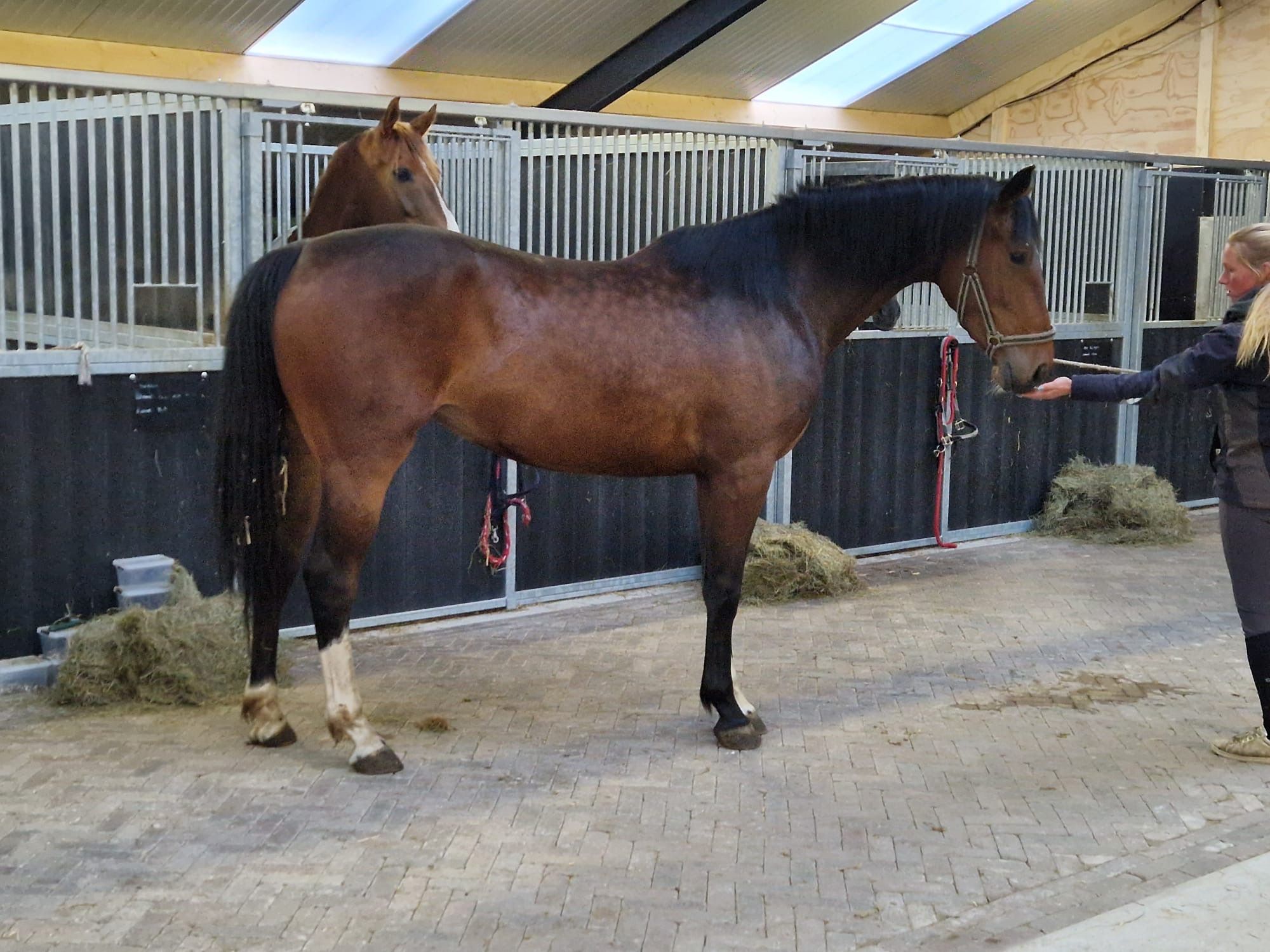 zangersheide springpaard merrie 3 Jahre alt kastanje zu verkaufen - Foto 2