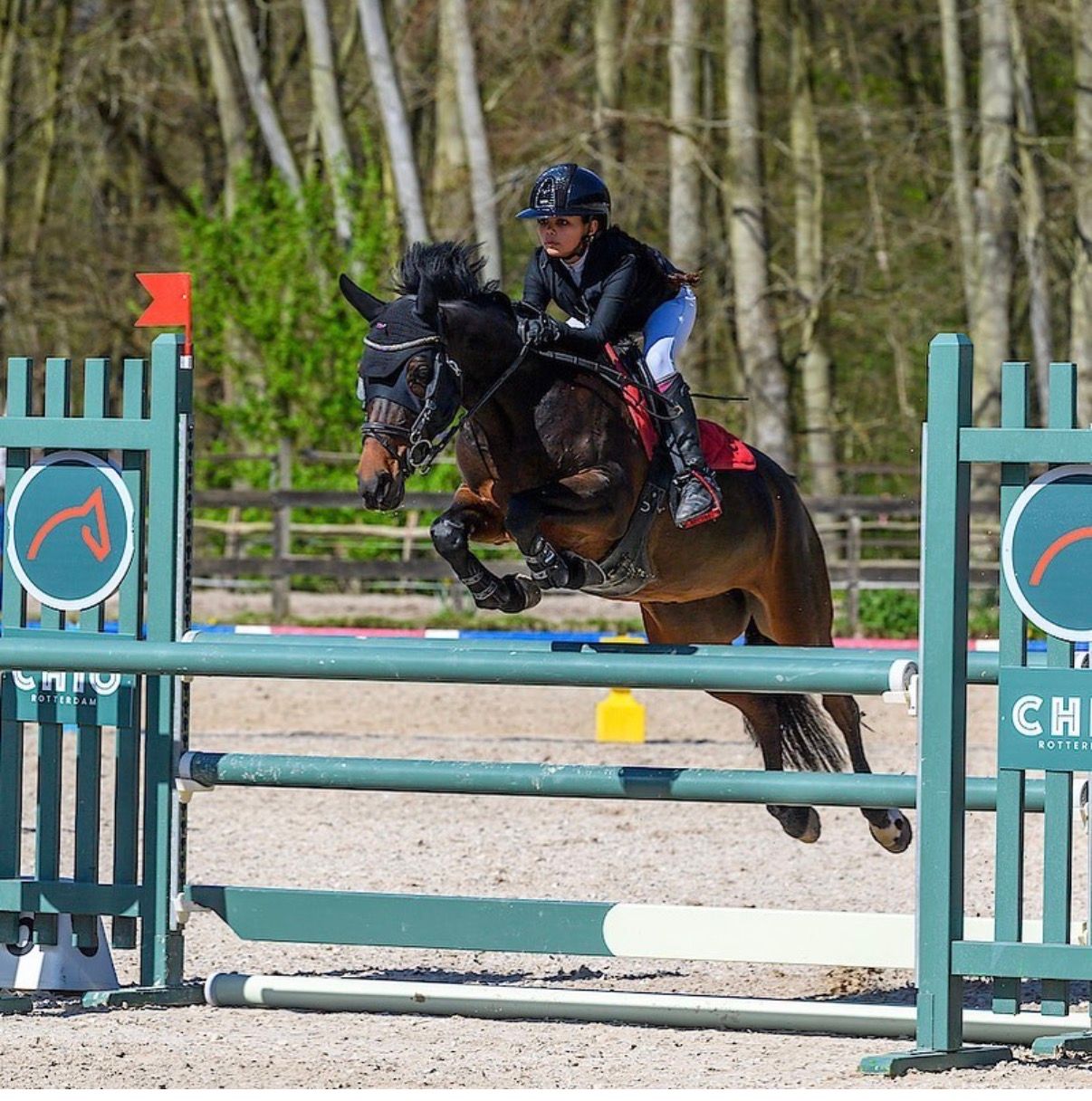 nrps springpony merrie 11 jaar donkerbruin te koop - Foto 3