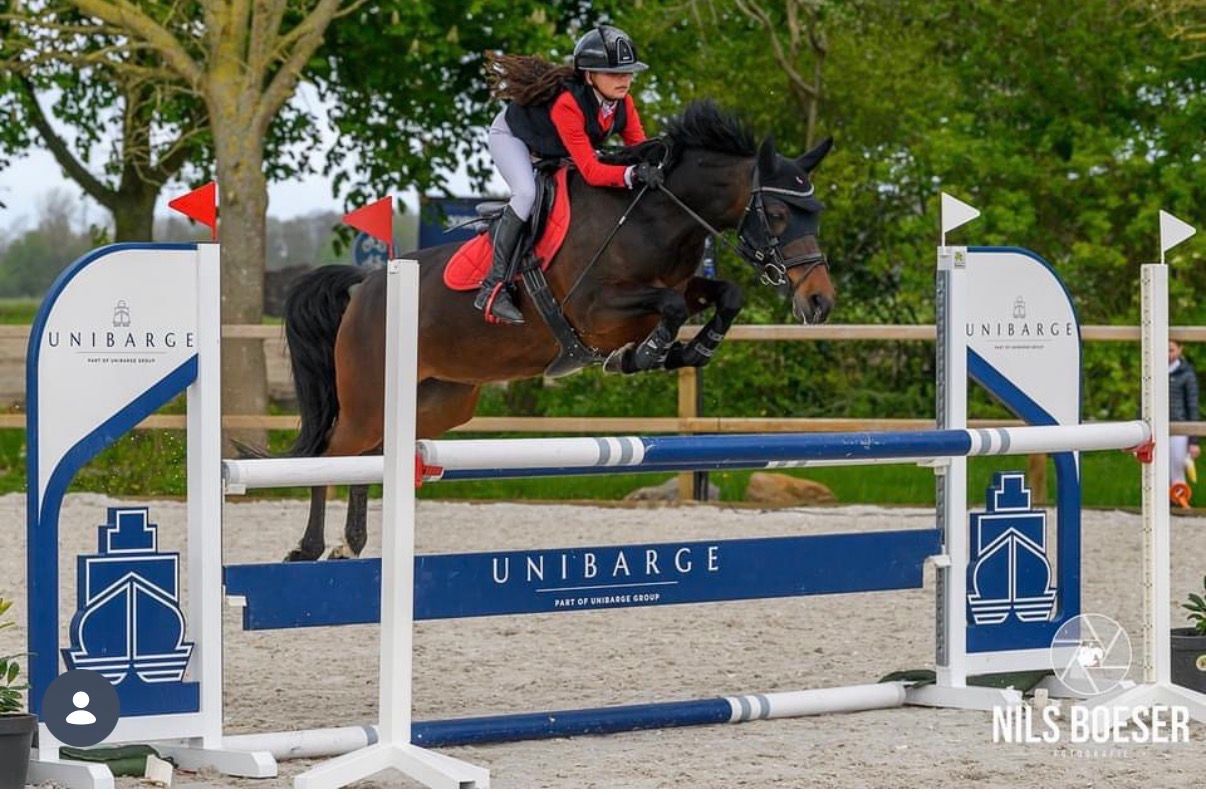 nrps springpony merrie 11 jaar donkerbruin te koop - Foto 2