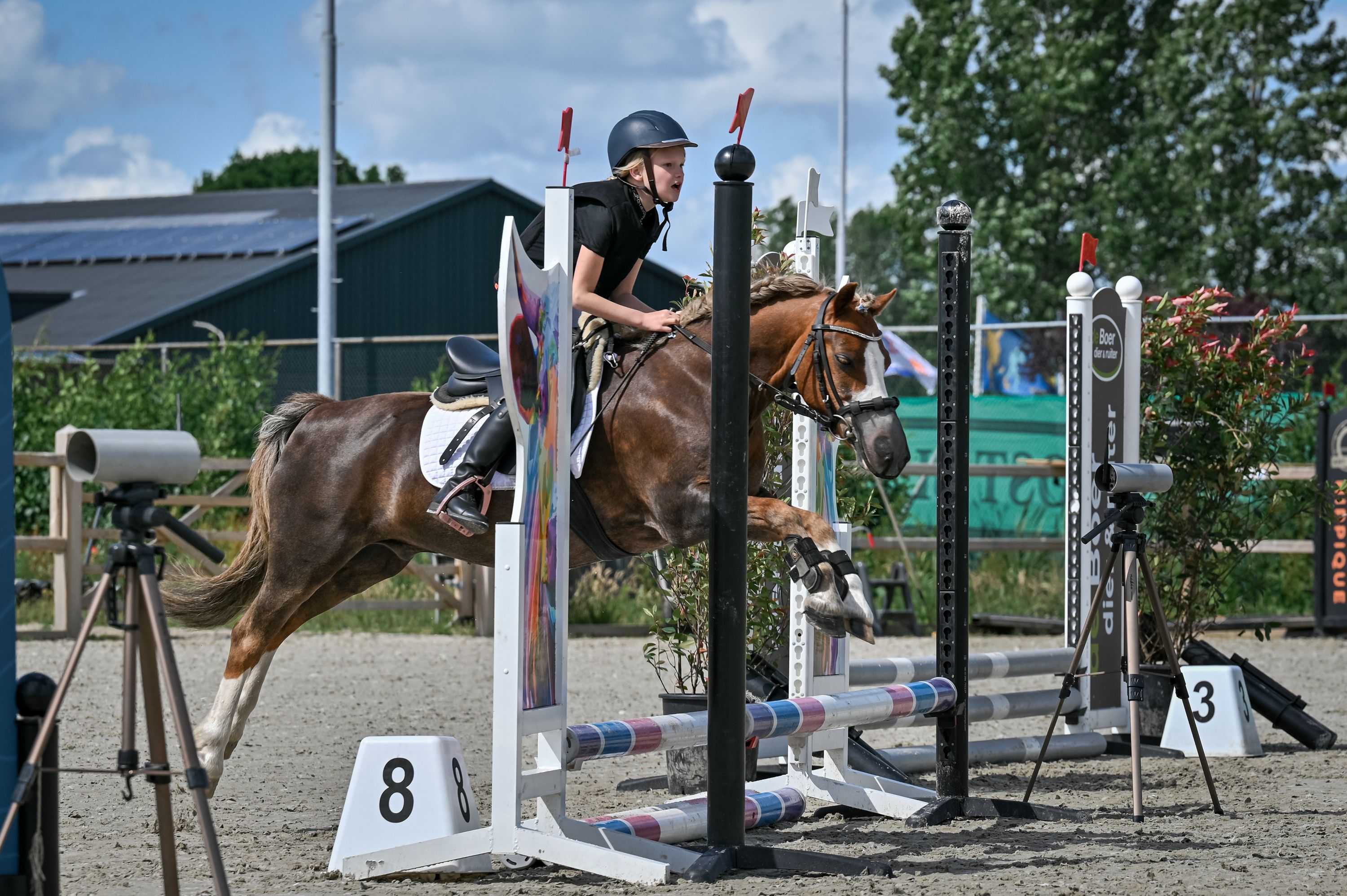 welsh allround-pony ruin 18 jaar vos te koop - Foto 2