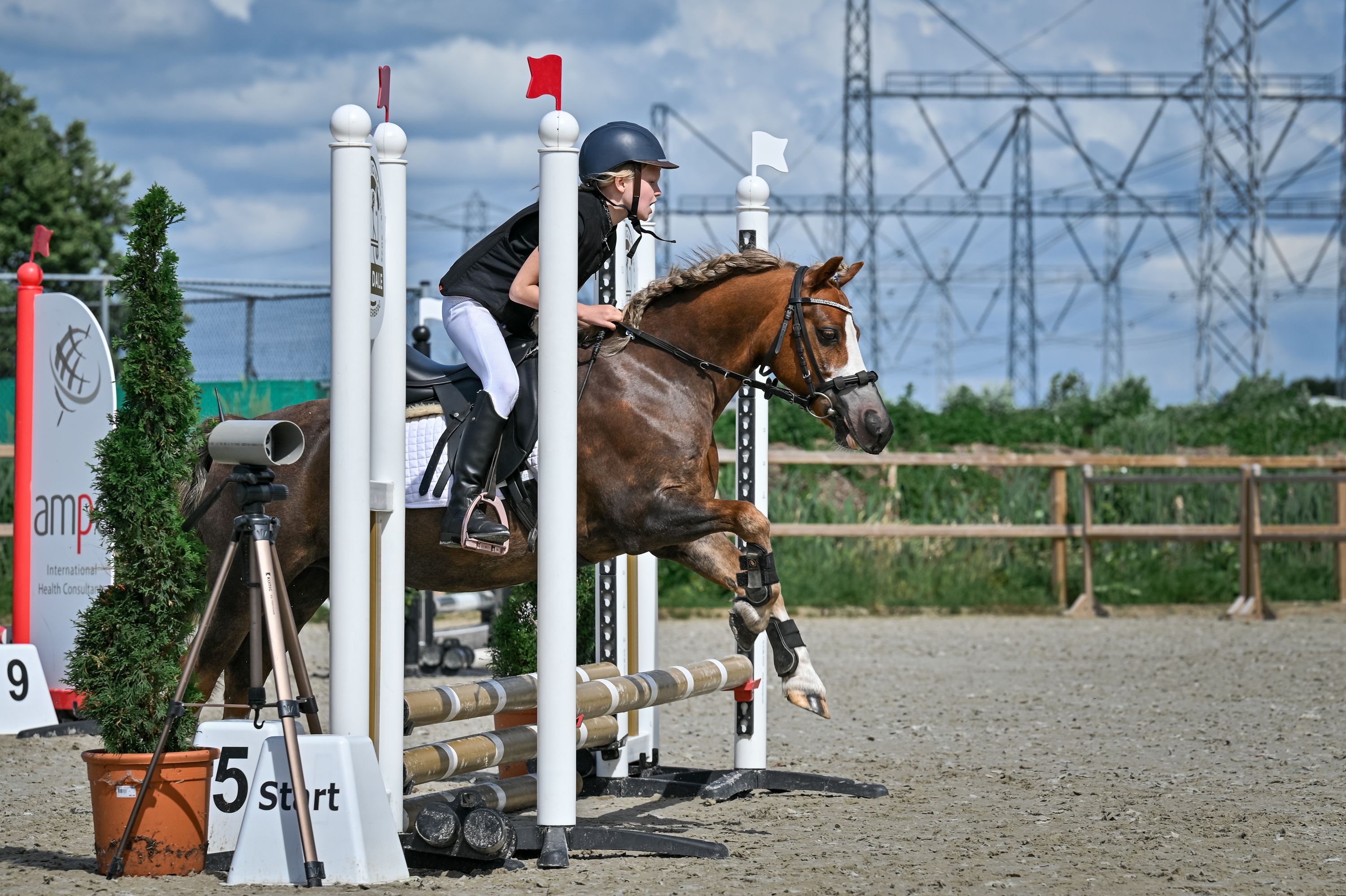welsh allround-pony ruin 18 jaar vos te koop - Foto 3