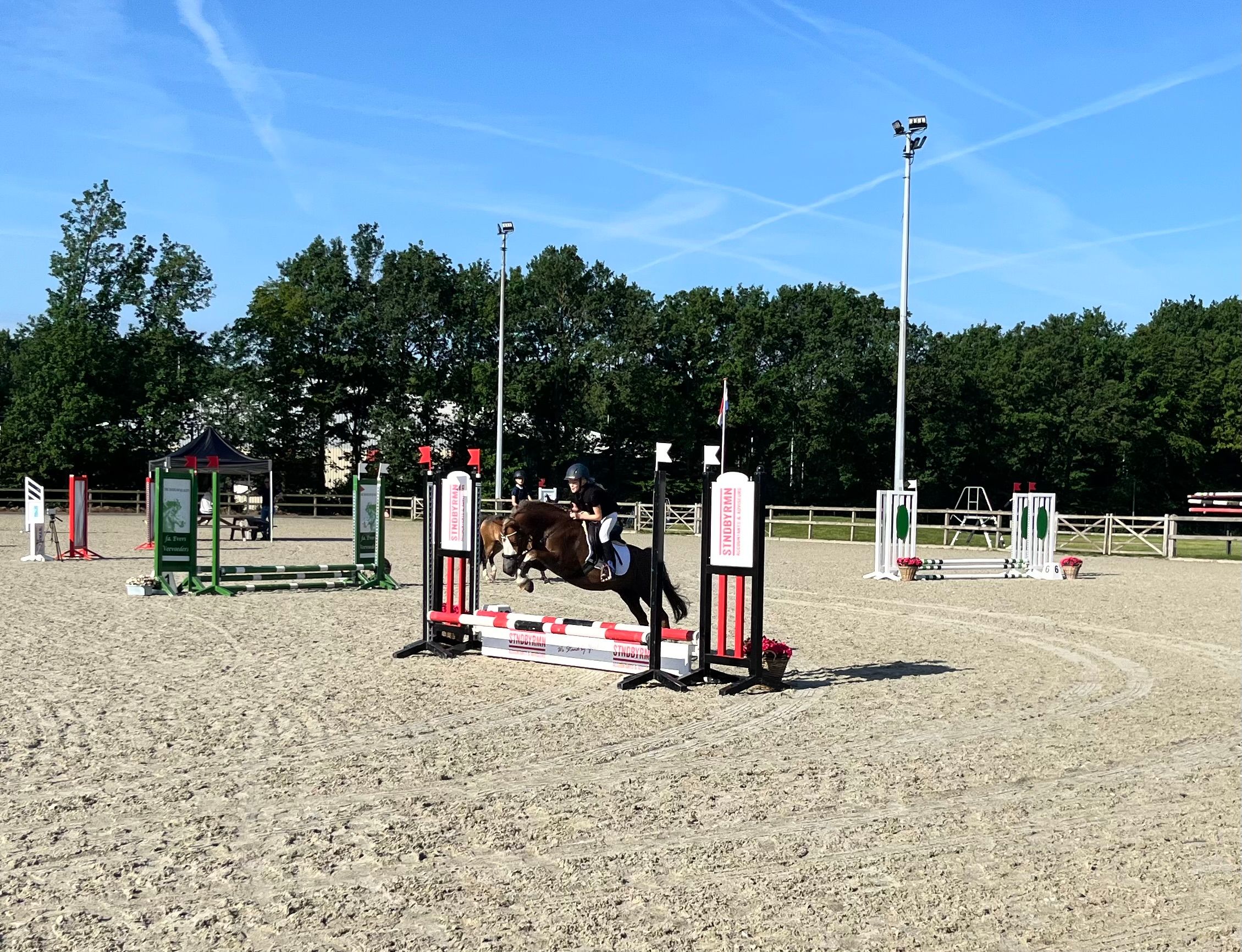 welsh allround-pony ruin 18 jaar vos te koop - Foto 4