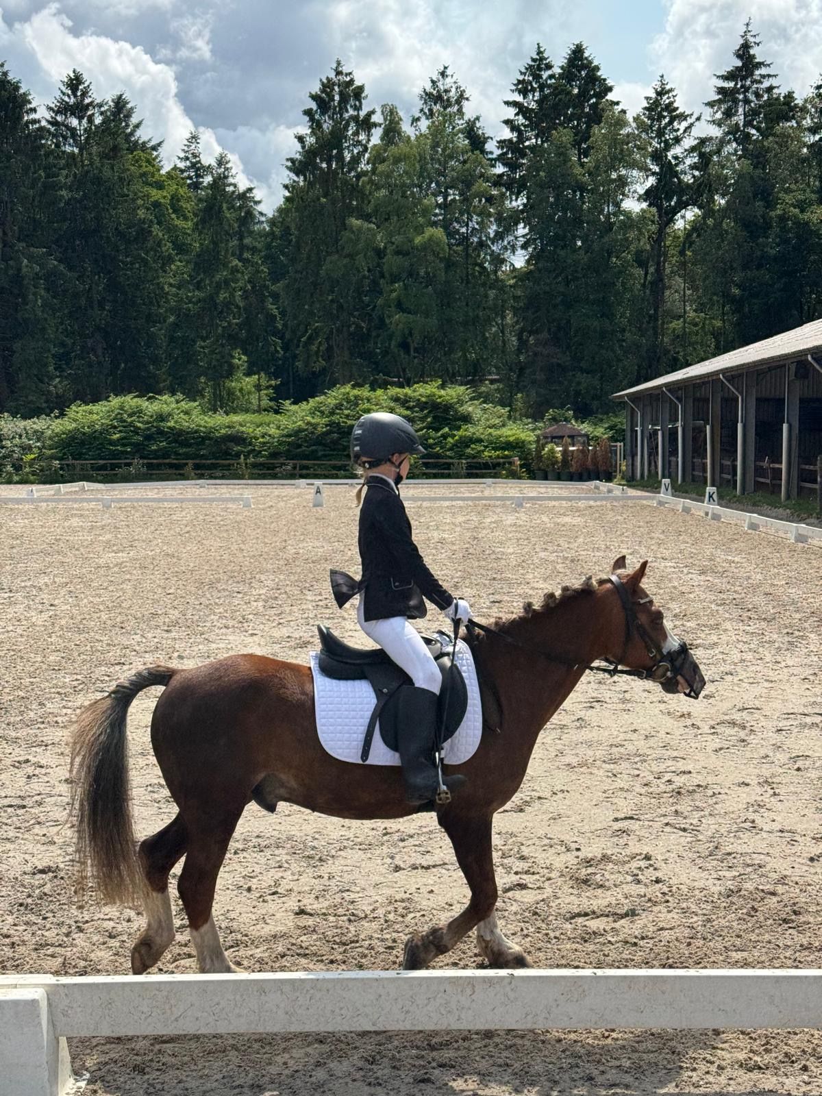 welsh allround-pony ruin 18 jaar vos te koop - Foto 5