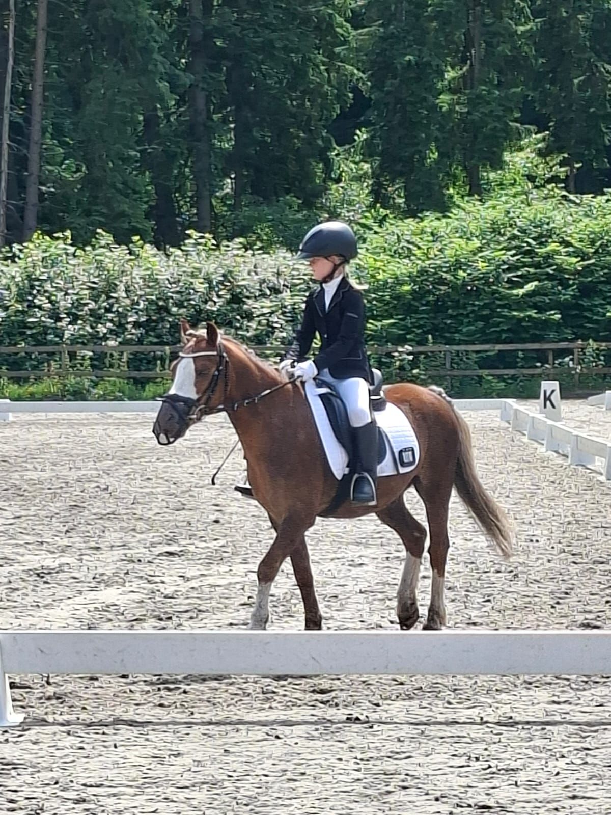 welsh allround-pony ruin 18 jaar vos te koop - Foto 6