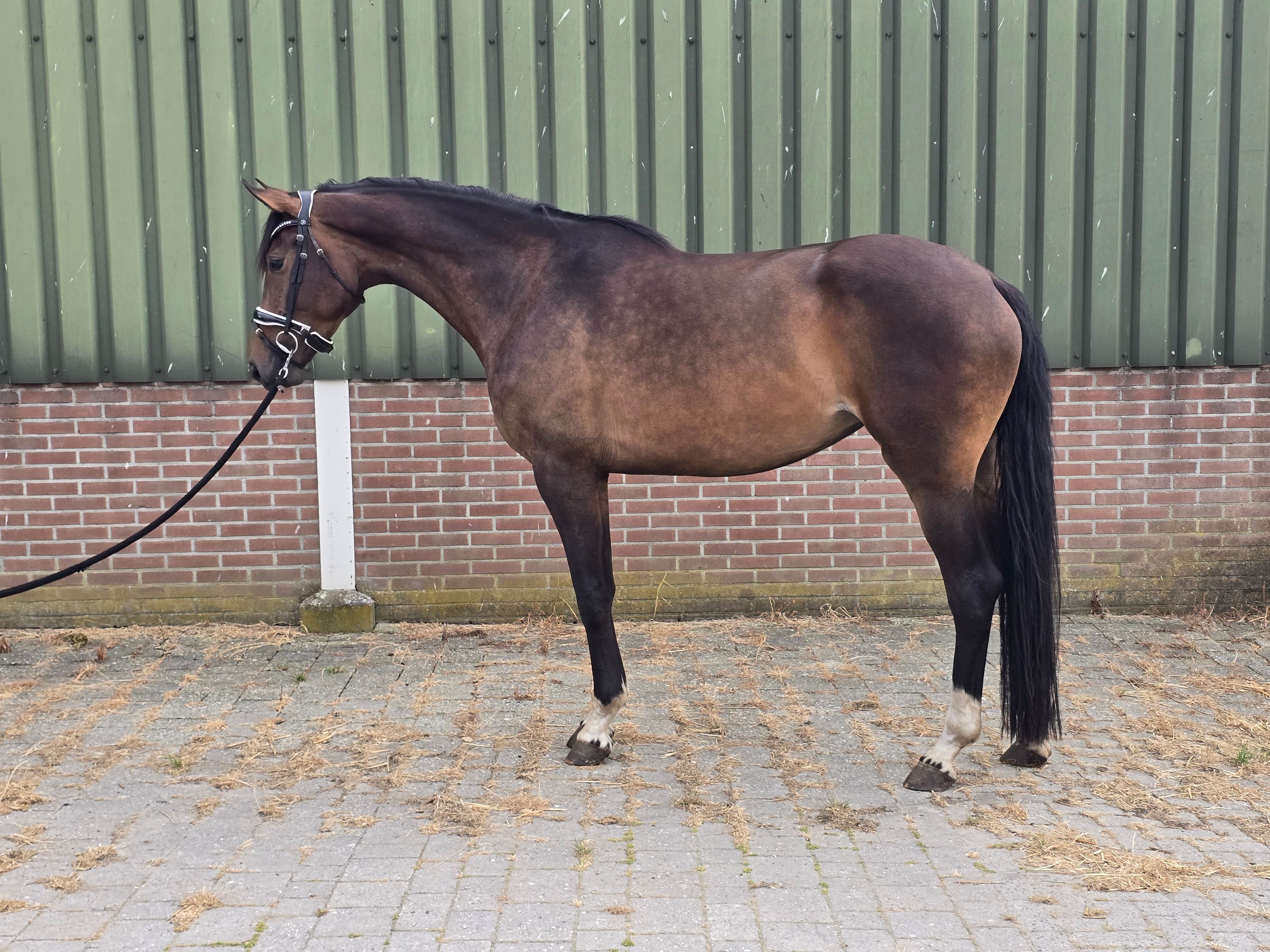 kwpn dressuurpaard merrie 4 anos bruin à venda - Foto 2