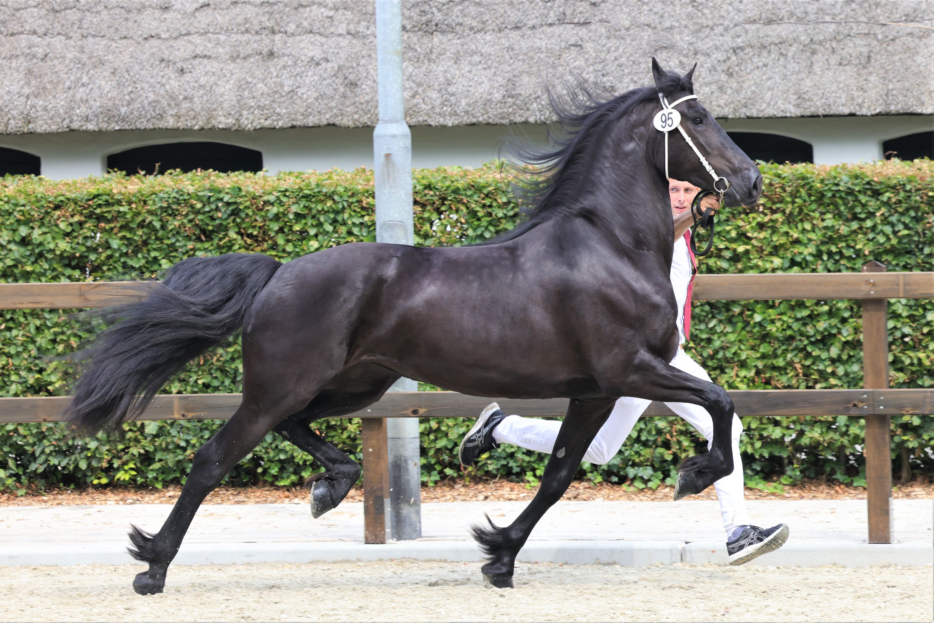 fries merrie 8 ans zwart à vendre - Photo 2