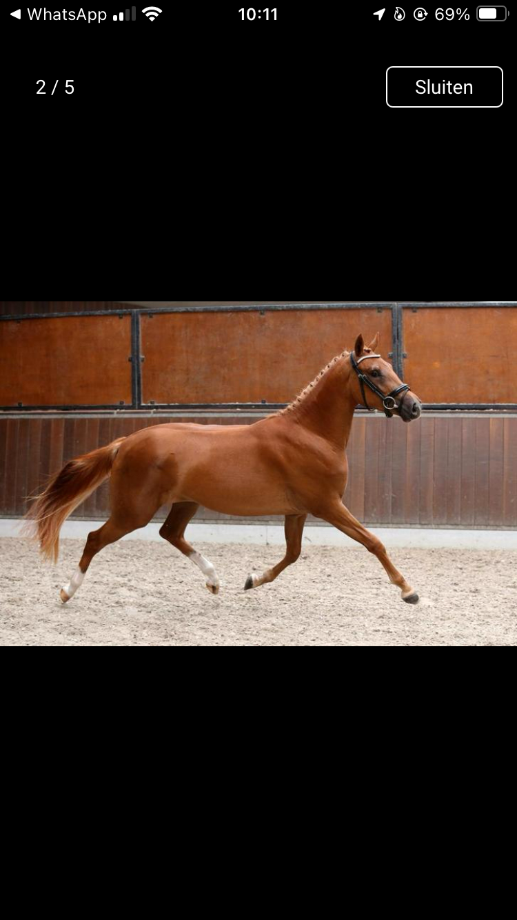 Lieve allround ster merrie