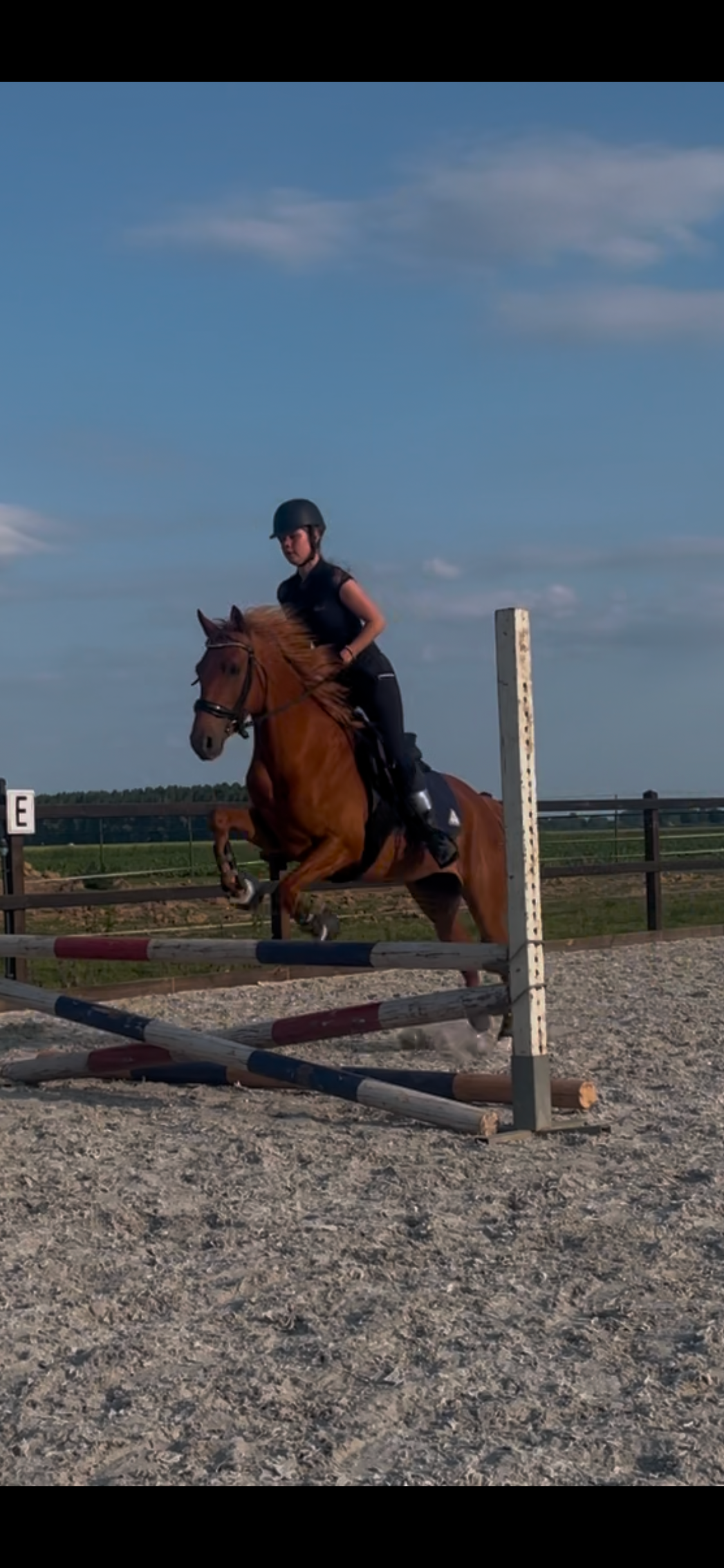nrps allround-pony merrie 6 jaar vos te koop - Foto 6