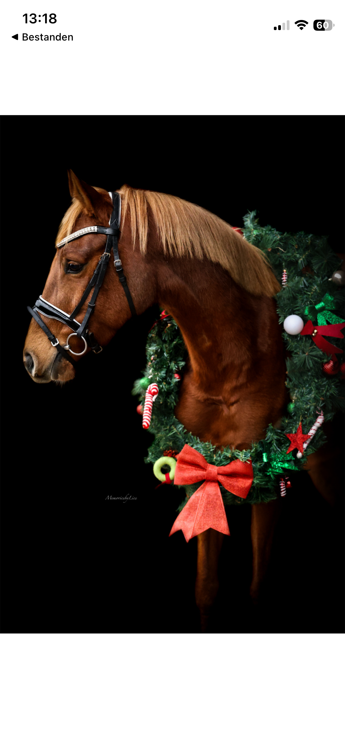 nrps allround-pony merrie 6 jaar vos te koop - Foto 5