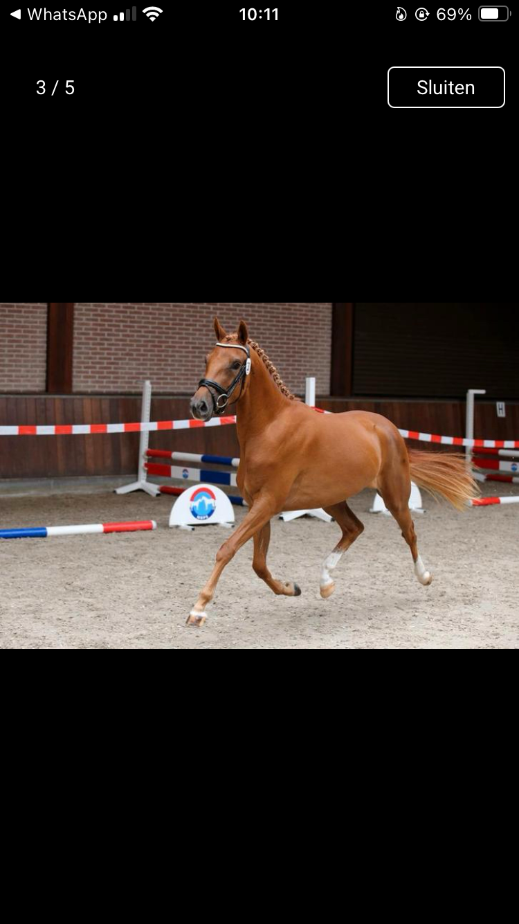nrps allround-pony merrie 6 jaar vos te koop - Foto 2
